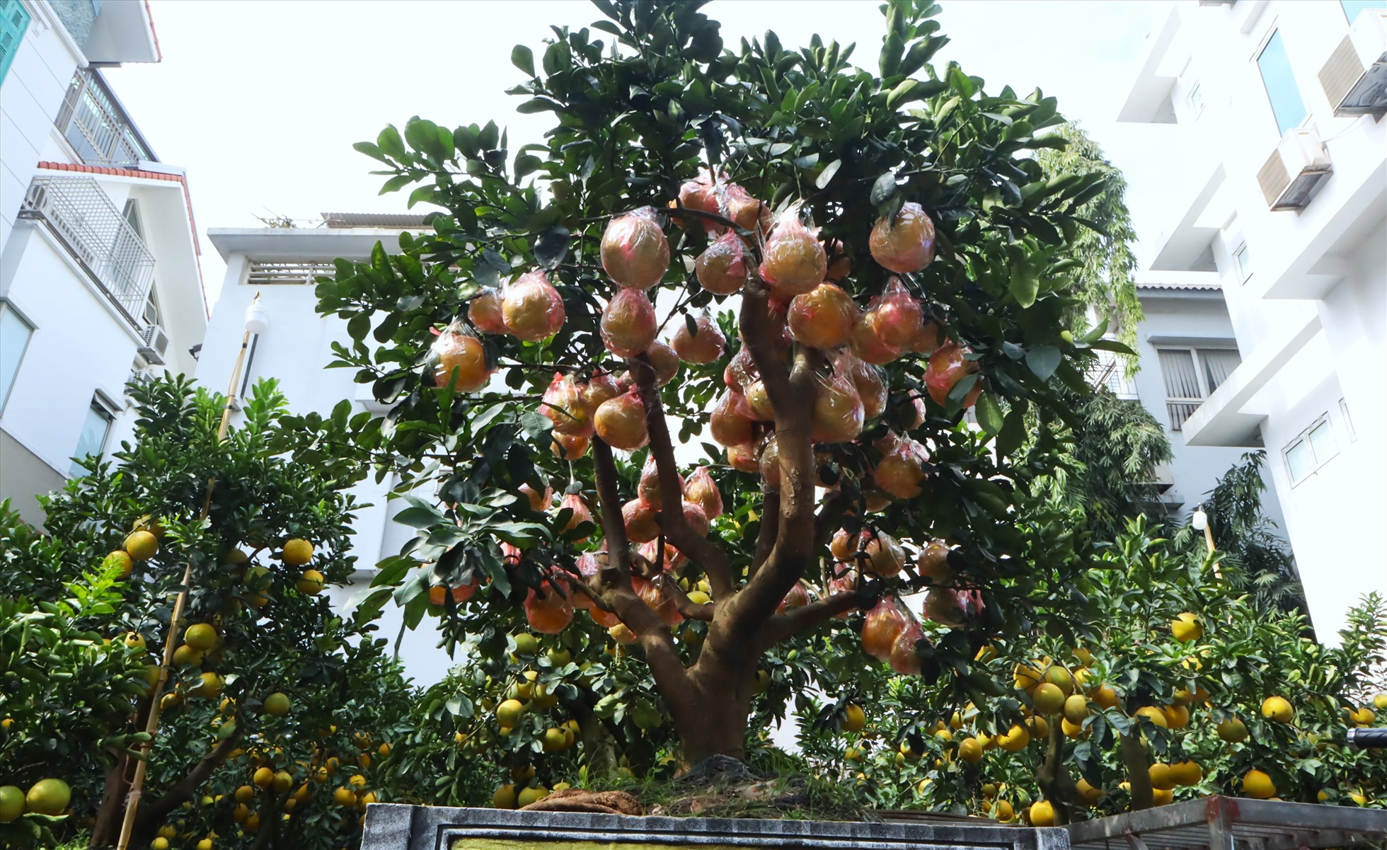 Giá mỗi gốc bưởi bonsai dao động từ 5 - 70 triệu đồng/gốc tùy thuộc vào số lượng quả, độ tuổi, hình dáng của cây.
