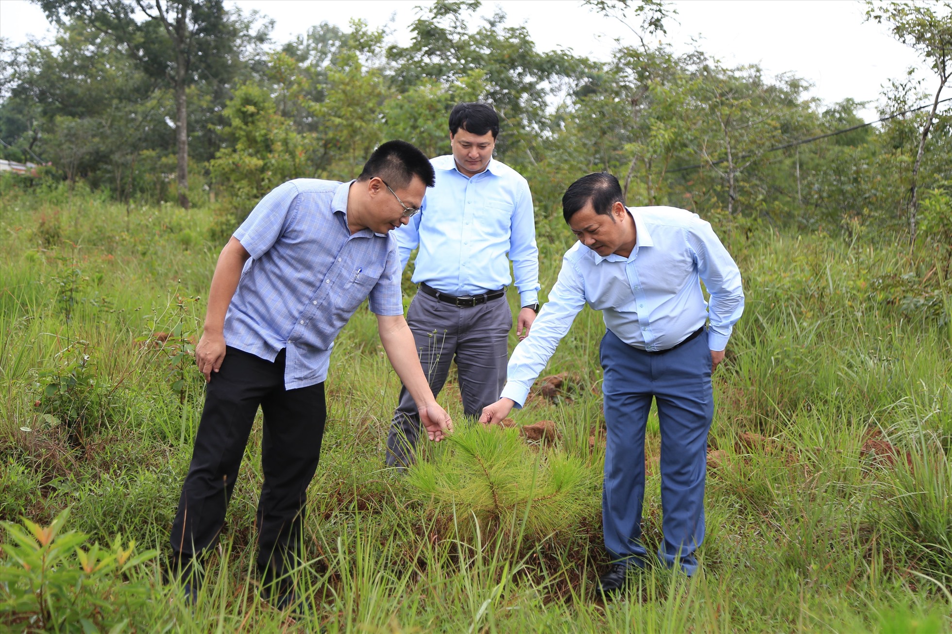Lãnh đạo tỉnh Đắk Nông kiểm tra việc trồng rừng thông trên Quốc lộ 28. Ảnh: Lê Phước