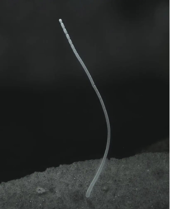 Hình ảnh kính hiển vi 3-D của vi khuẩn Thiomargarita magnifica. Ảnh: Phòng thí nghiệm quốc gia Lawrence Berkeley