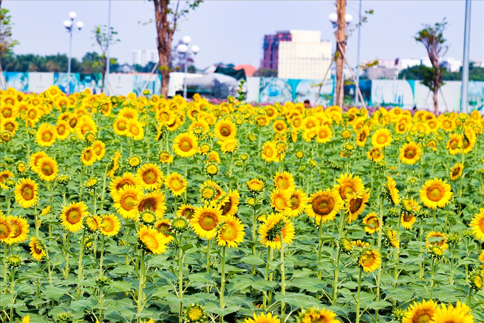 Vườn hoa hướng dương tại bán đảo Van Phuc City là vườn hoa hướng dương lớn nhất tại TP.HCM - Ảnh Vinh Rose