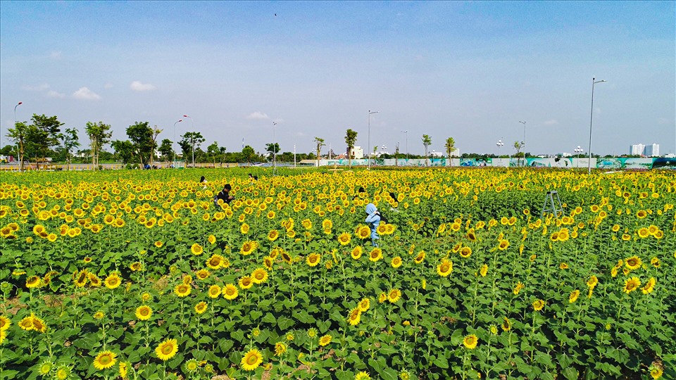 Vườn hoa hướng dương tại bán đảo Van Phuc City là điểm đến lý tưởng cho giới trẻ dịp noel và năm mới 2023 - Ảnh Vinh Rose