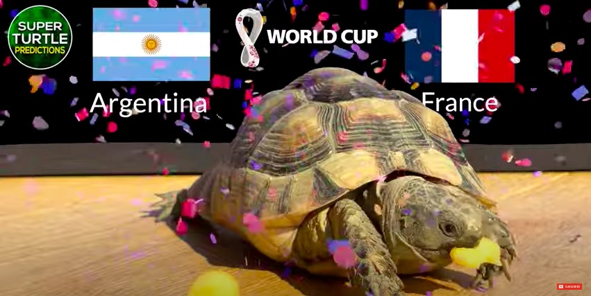 Chú rùa Super Turtle dự đoán Pháp sẽ dành chiến thắng. Ảnh cắt từ clip.