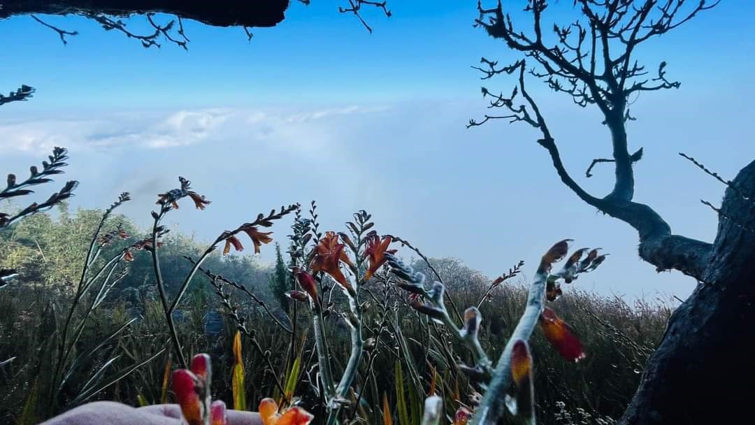 Nhiệt độ giảm sâu cũng khiến một số loại hoa trên đỉnh Fansipan đóng băng.