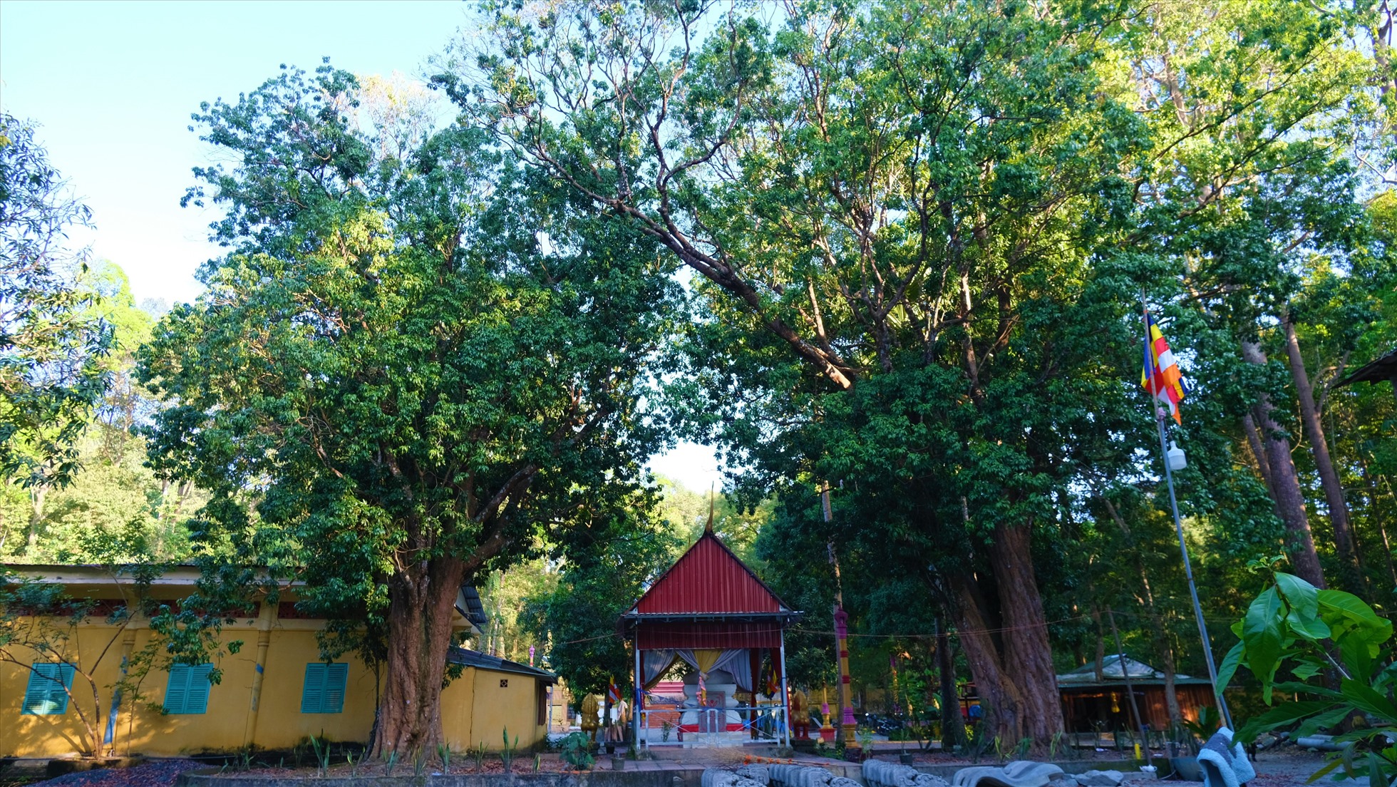 Dù không phải là xứ sở trồng vải thiều nhưng tại vùng núi An Giang lại có cặp cây cổ thụ hơn 300 năm tuổi. Loài cây này được người dân địa phương xem là bảo vật.