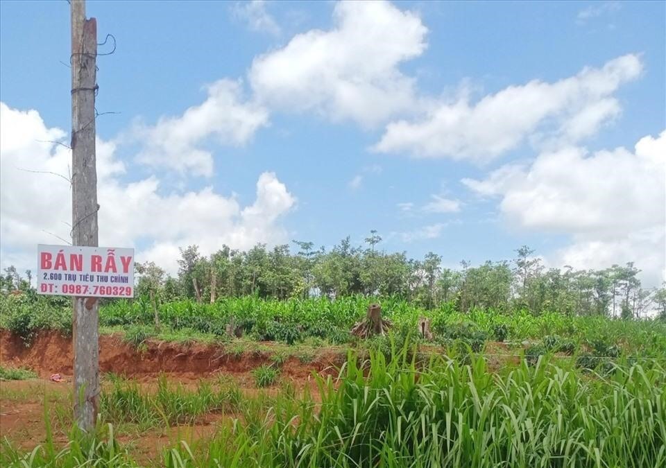 Nhiều doanh nghiệp ở Đắk Nông không chỉ làm mất rừng mà còn để xảy ra tình trạng mua bán đất rừng trên đất dự án. Ảnh: Phan Tuấn