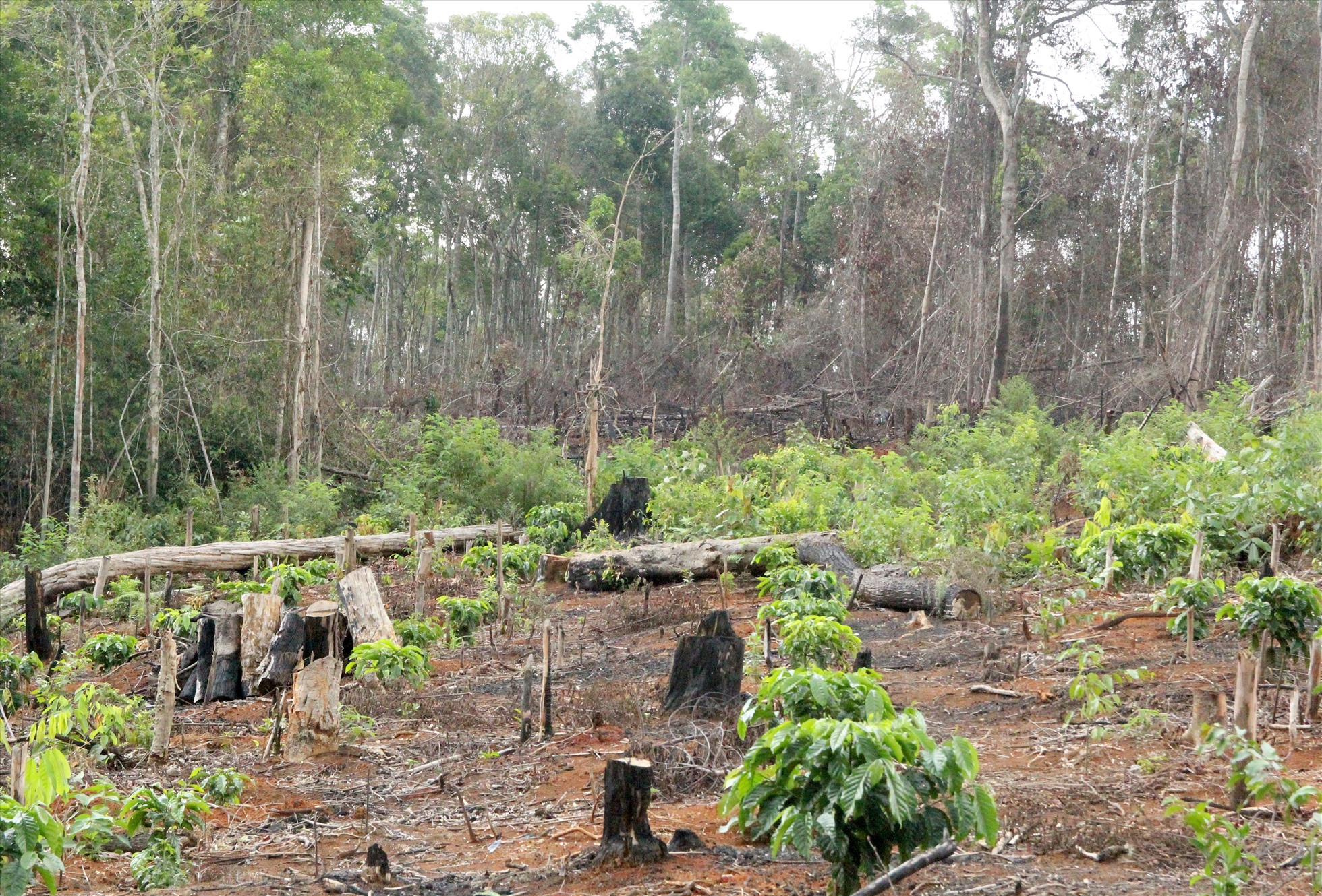 Nhiều dự án nông lâm nghiệp ở tỉnh Đắk Nông đã để xảy ra phá rừng, đất rừng bị người dân lấn chiếm. Ảnh: Phan Tuấn