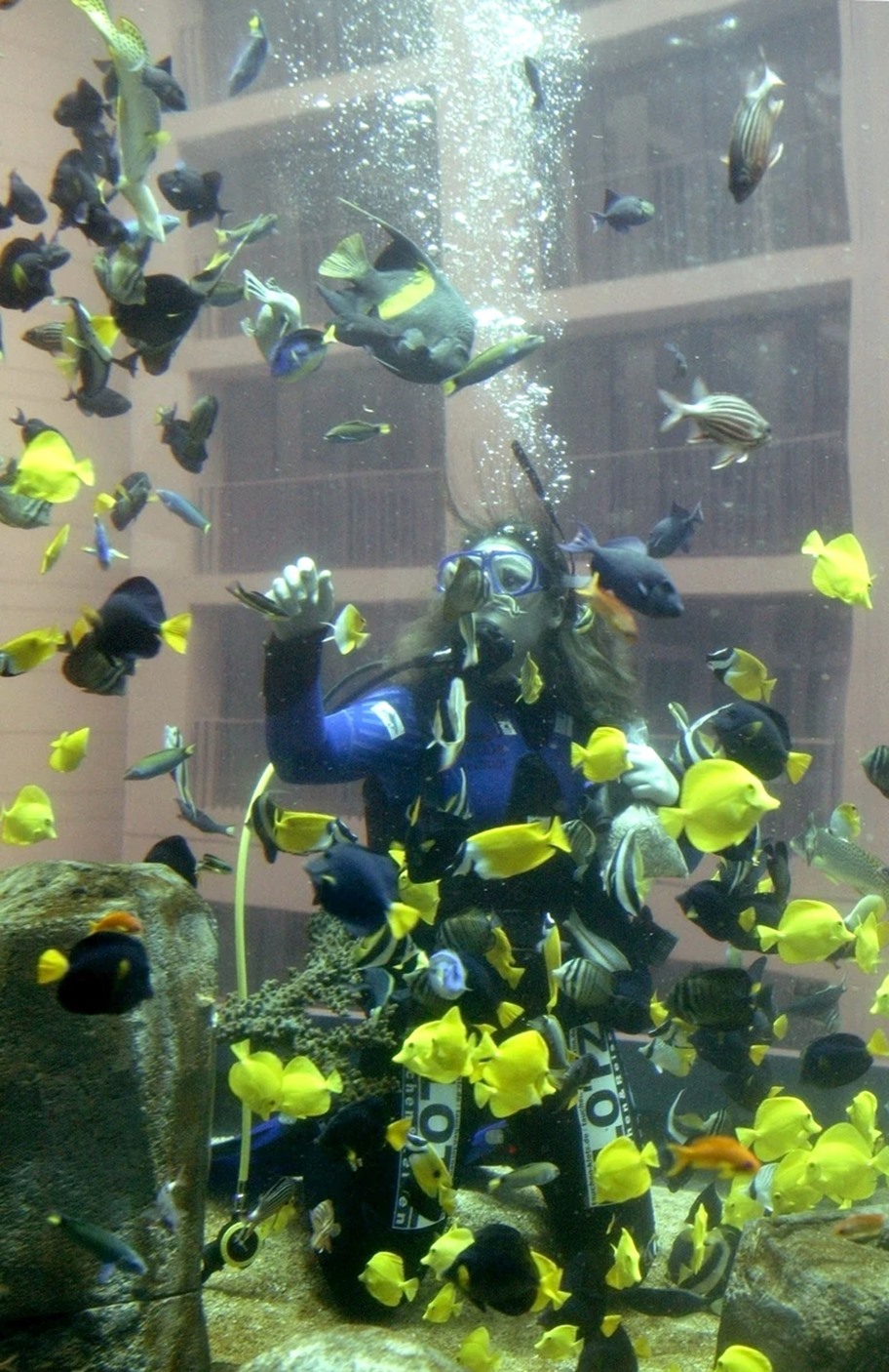 Một thợ lặn đang làm việc bên trong bể cá khổng lồ. Ảnh: AFP