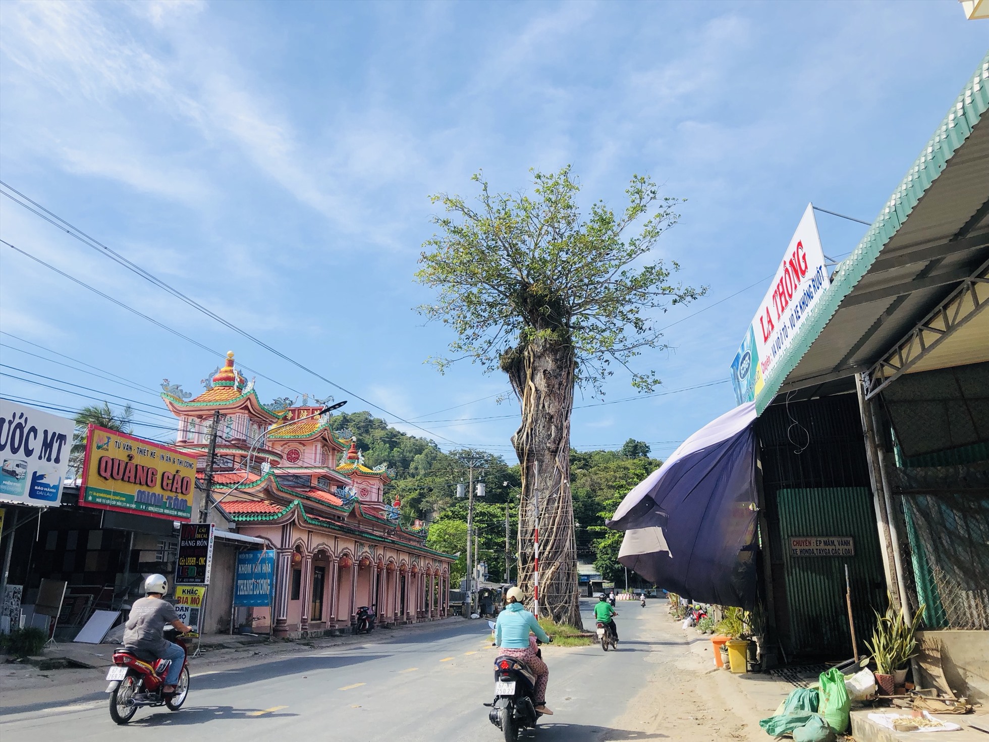 Ẩn sau cây dầu mọc giữa đường Ngô Tư Lợi (huyện Tri Tôn, tỉnh An Giang) là câu chuyện dân gian kì bí. Ảnh: Hàn Lâm)