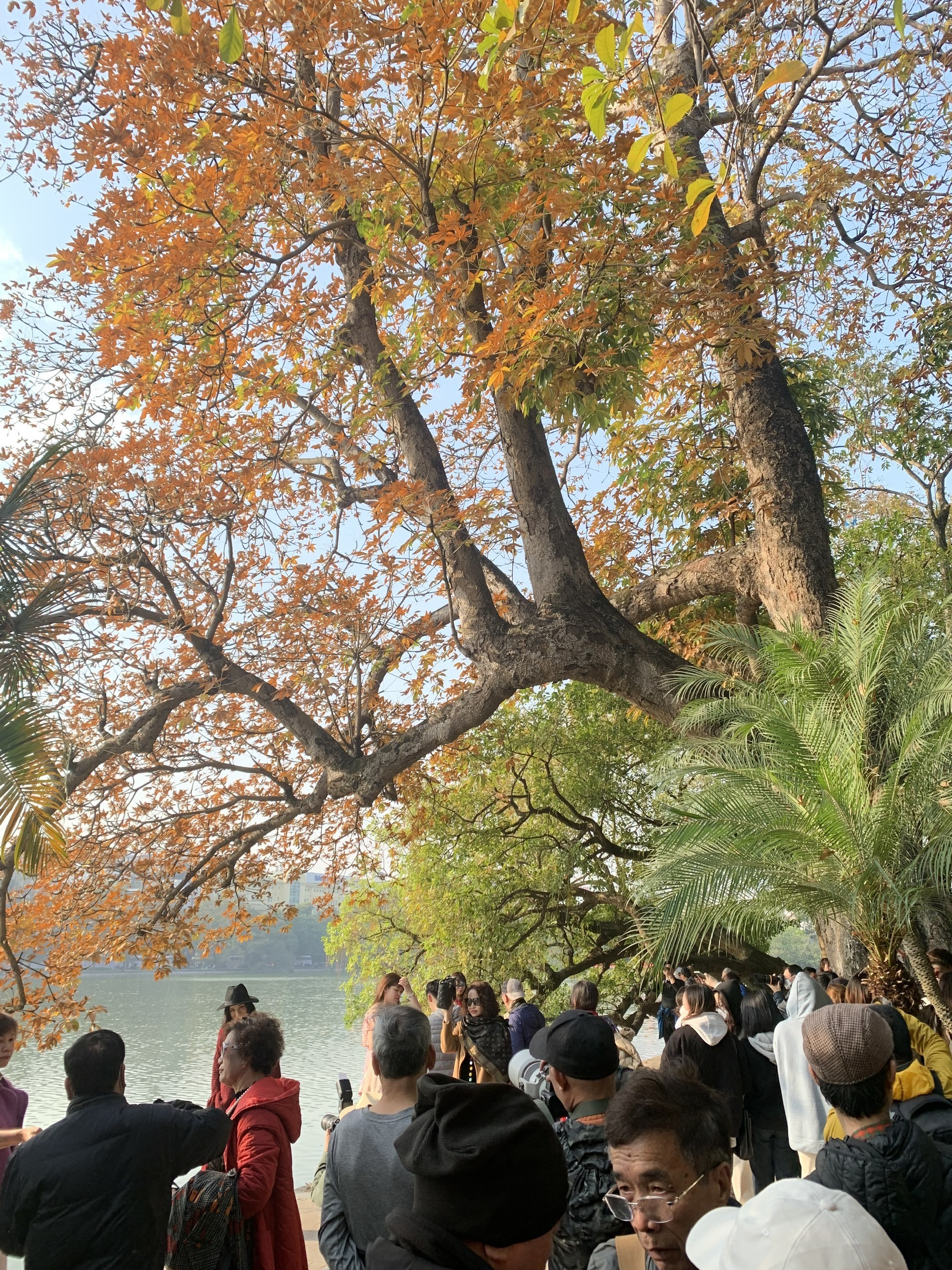 Đi dạo hồ Hoàn Kiếm (hồ Gươm) vào dịp này, bạn sẽ bắt gặp một cây cổ thụ lá nhuộm vàng rực cẩ một góc hồ. Nhìn từ xa, có thể thấy rất đông người đang đứng dưới tán cây để check-in, chụp những tấm ảnh đẹp dưới ánh nắng ấm áp của mặt trời.