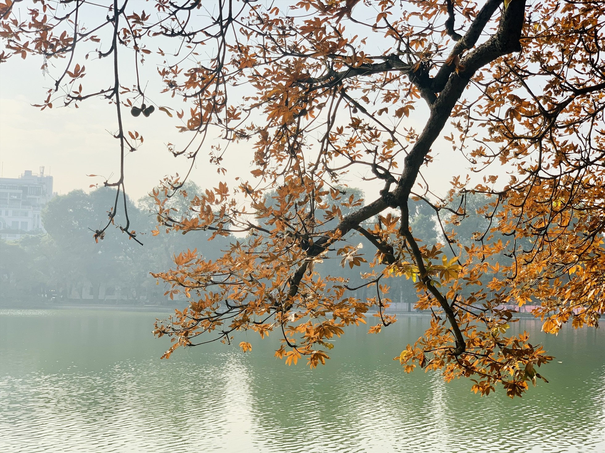 Giữa chốn đô thị nhộn nhịp, cây mõ lá vàng đỏ đầy thơ mộng đứng ngả bóng bên hồ, tạo cảm giác đầy bình yên, thơ mộng.