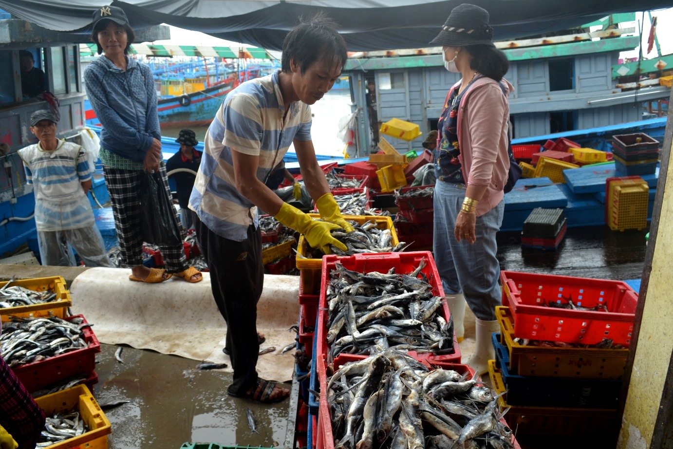 Sản lượng đánh bắt cá chuồn của ngư dân Quảng Ngãi sụt giảm mạnh so với mọi năm. Ảnh: Ngọc Viên