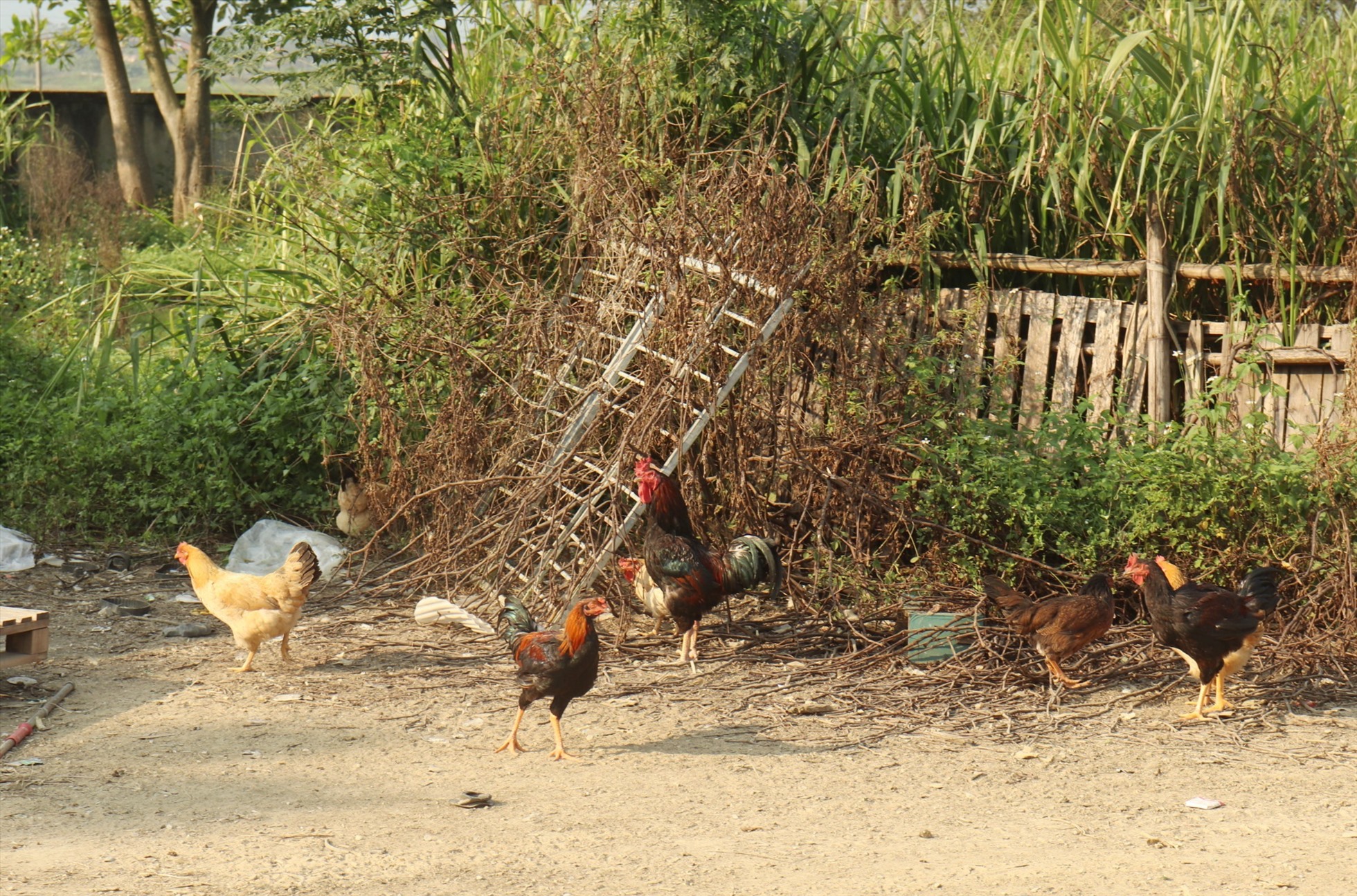 Thậm chí bãi đất trong khuôn viên lò đốt rác cũng được tận dụng để nuôi gà. Ảnh: Quách Du