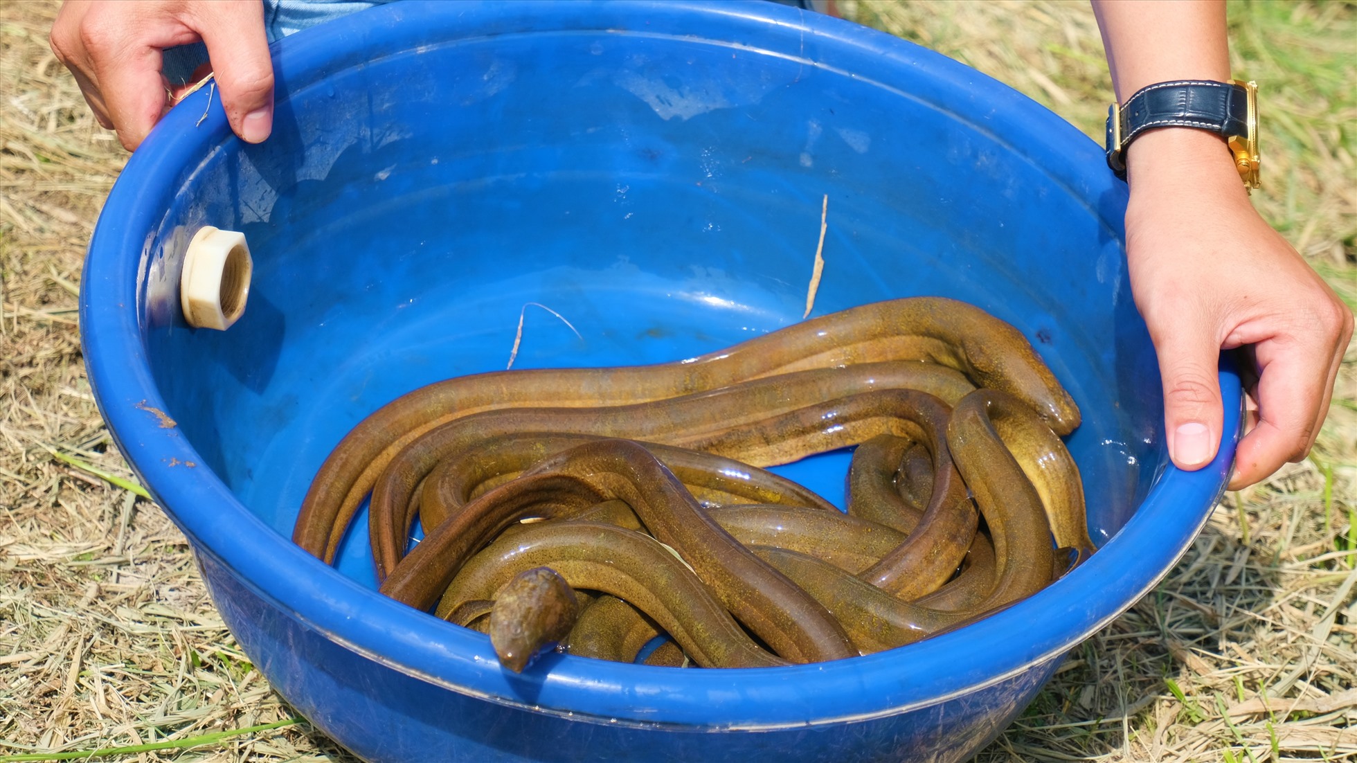 Những con lươn chất lượng, nặng 250 - 300gram/con. Ảnh: Phong Linh