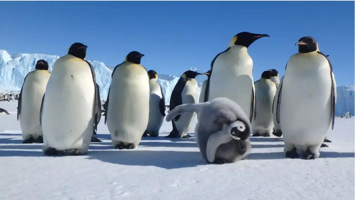 Theo nghiên cứu mới nhất, chim cánh cụt hoàng đế là loài ở Nam Cực có nguy cơ tuyệt chủng cao nhất. Ảnh: Australian Antarctic Division