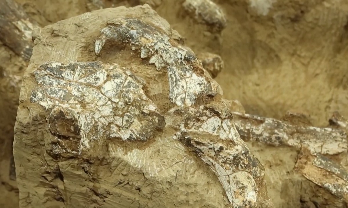 Hộp sọ của cá thể chi người ở di chỉ Xuetang Liangzi thuộc thành phố Thập Yển, tỉnh Hồ Bắc, Trung Quốc. Ảnh: VCG