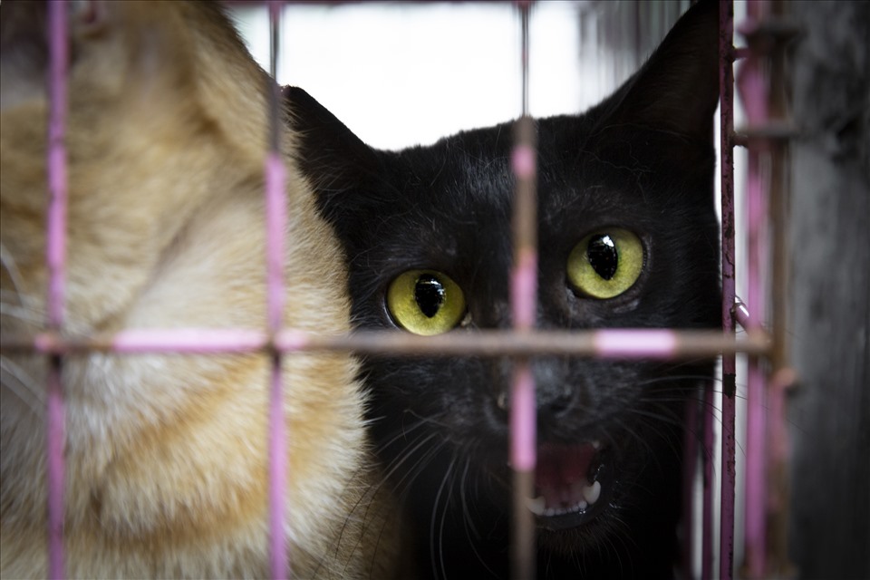Nhiều công ty lữ hành bày tỏ quan điểm phản đối hoạt động buôn bán thịt chó, mèo: Ảnh: Four paws