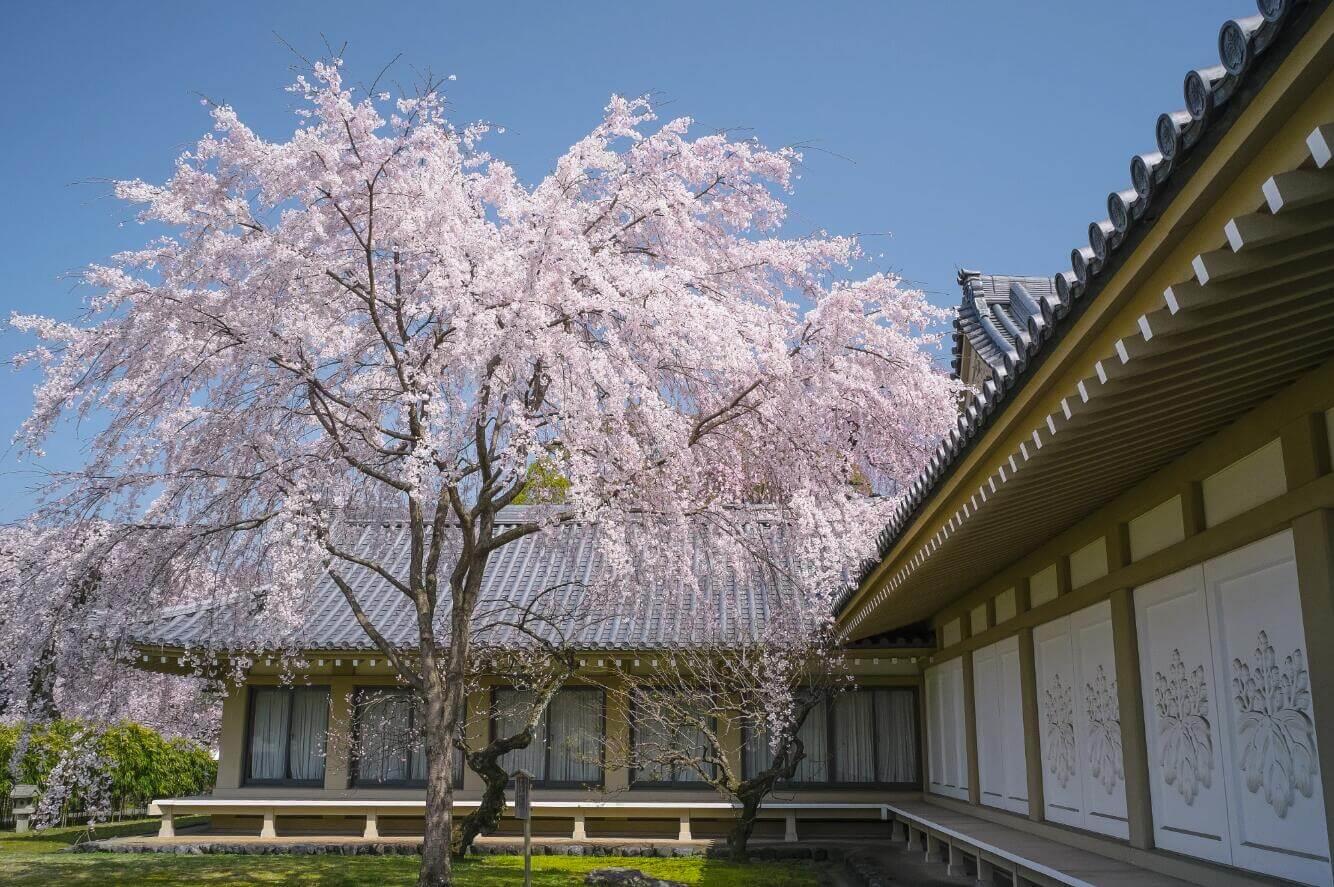 Chùa Daigoji, Kyoto.