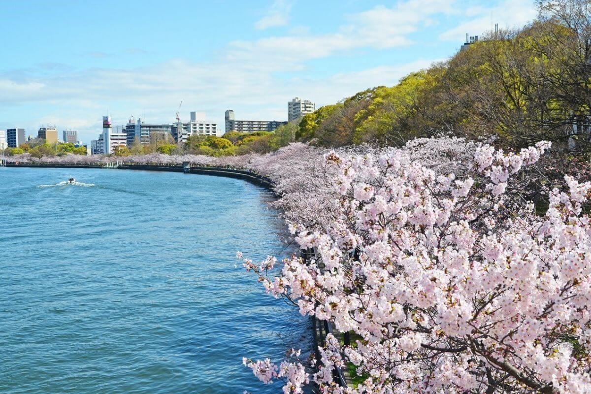 Đảo Jeju cũng là một địa điểm lý tưởng được mệnh danh là vương quốc hoa.