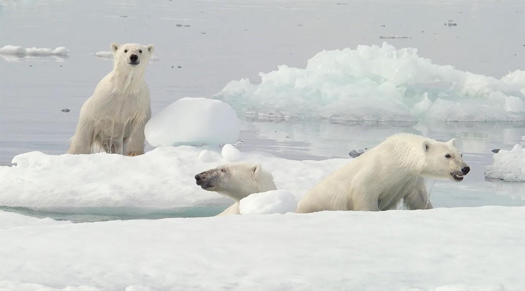 Vịnh Tây Hudson của Canada - khu vực được gọi là “thủ phủ gấu Bắc cực thế giới“. Ảnh: AFP