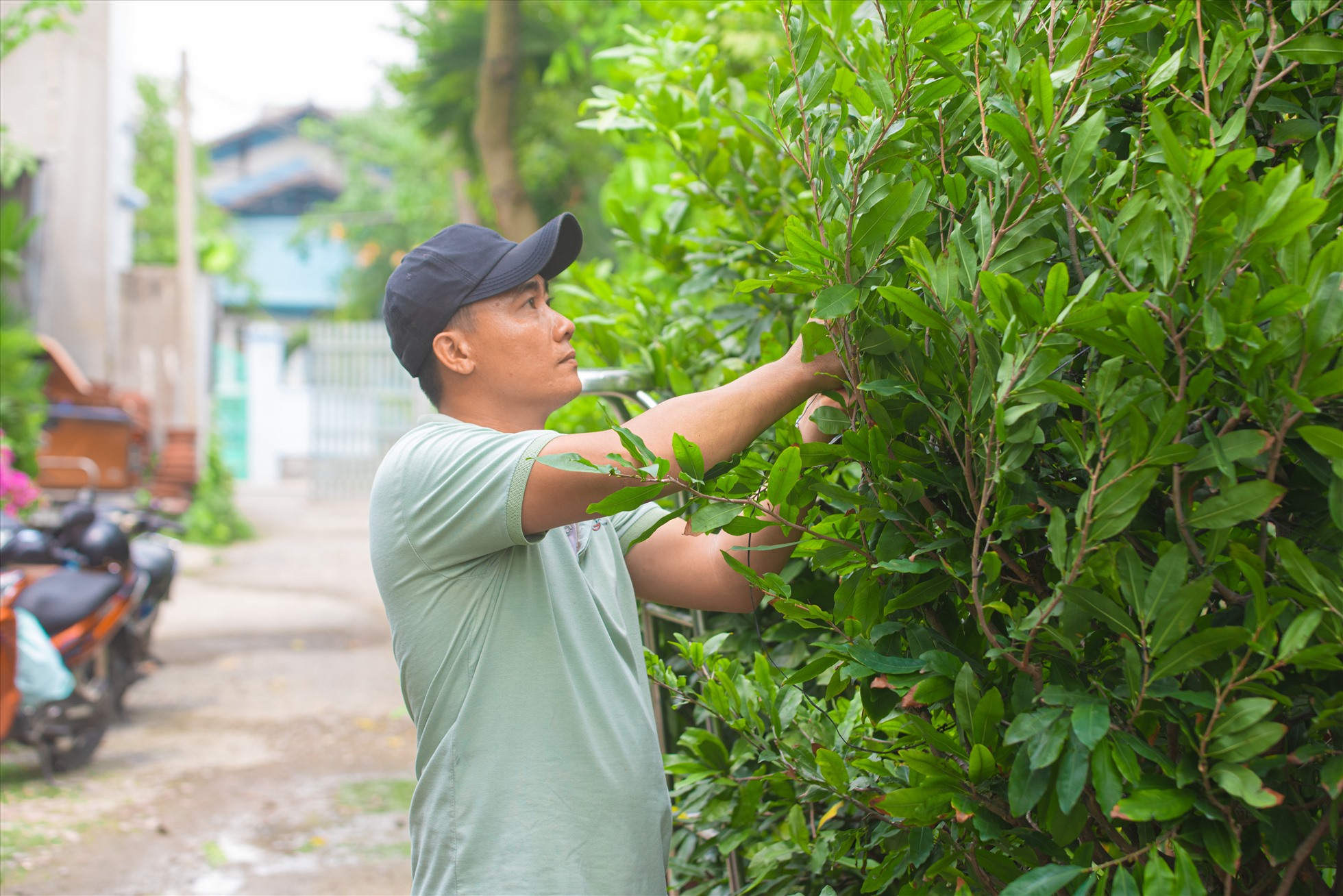 Hiện tại mong muốn của hầu hết chủ vườn mai là thời tiết ổn định, trời nắng ấm để cây mai nở đều và đẹp đến tay người tiêu dùng.