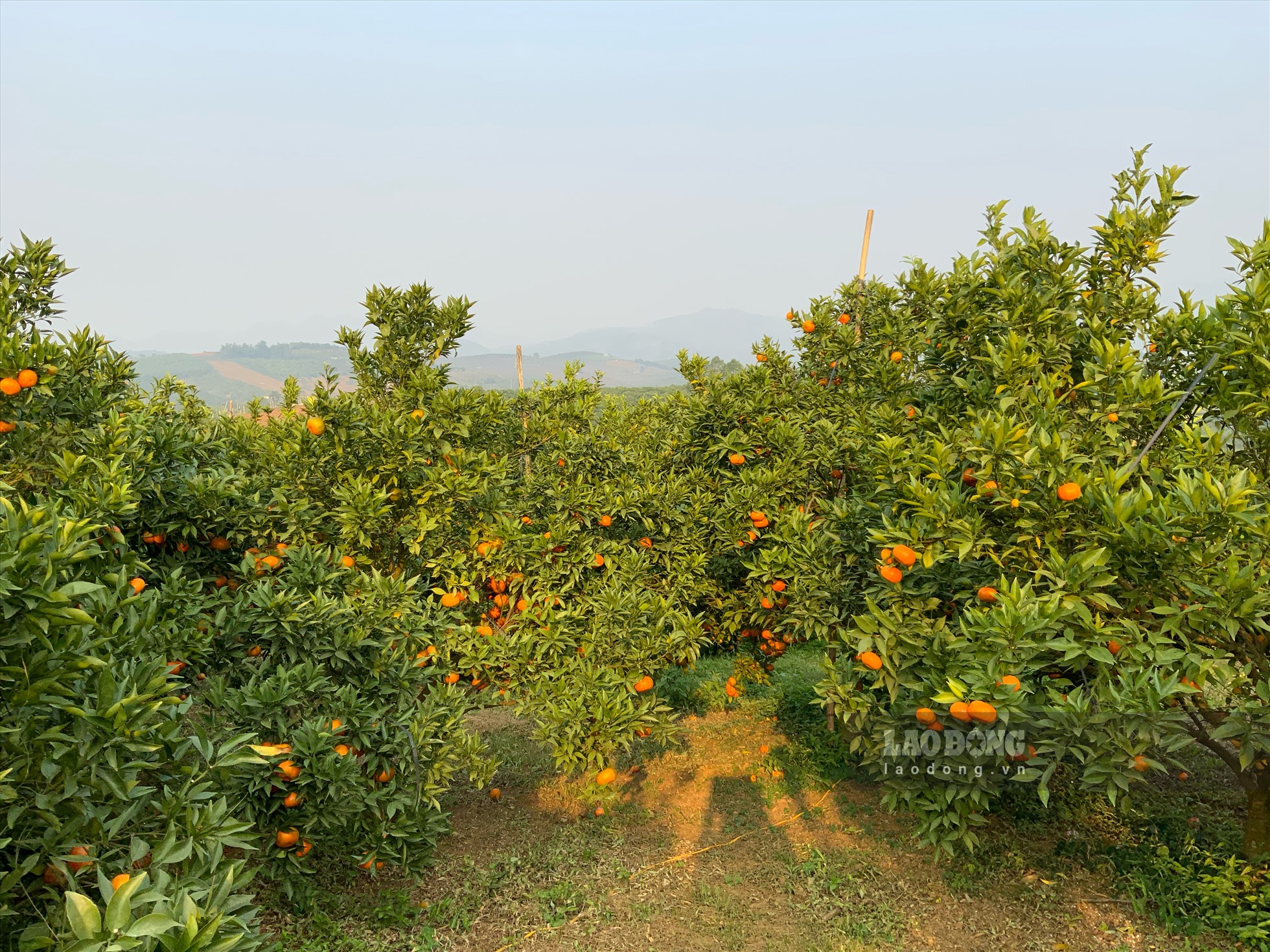 Những vườn cam Cao Phong chín mọng, vàng ngọt. Ảnh: Khánh Linh