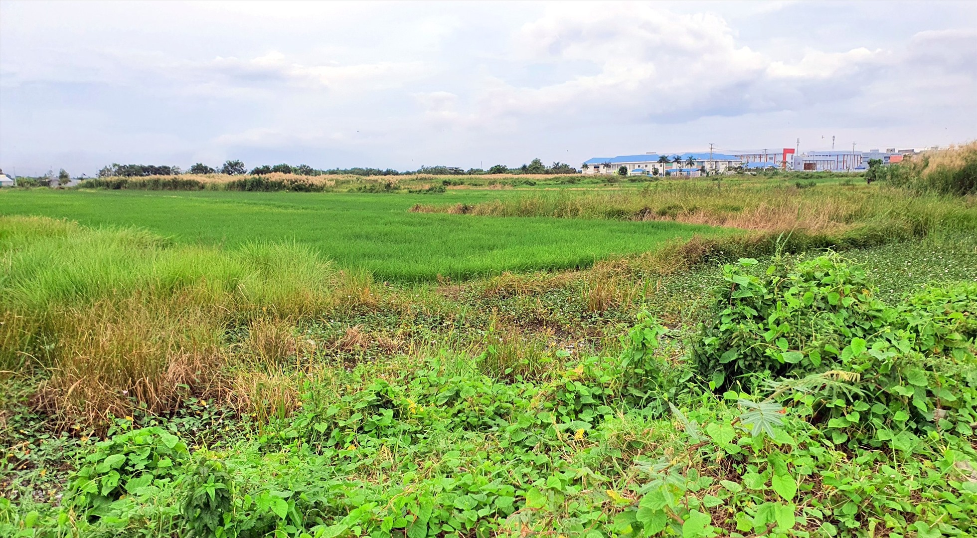 Người dân thấy đất bỏ trống quá phí nên sạ lúa tại đất của dự án Bệnh viện Đa khoa Bạc Liêu - Sài Gòn. Ảnh: Nhật Hồ