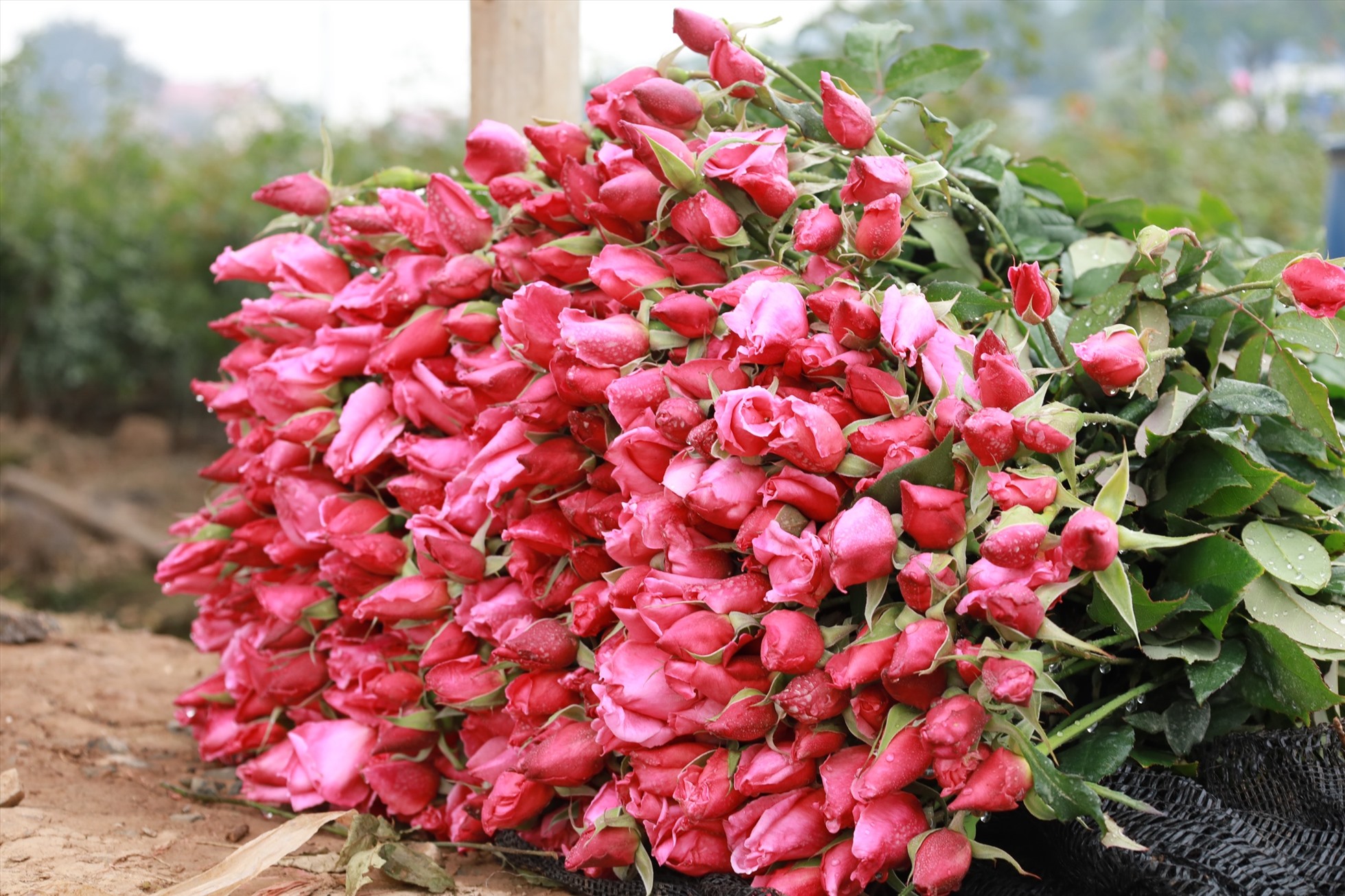 Nắng hanh nhiều, lại ít mưa khiến cây hoa hồng trồng để phục vụ Tết nở sớm, bông nhỏ. Ảnh: Nguyễn Thúy.