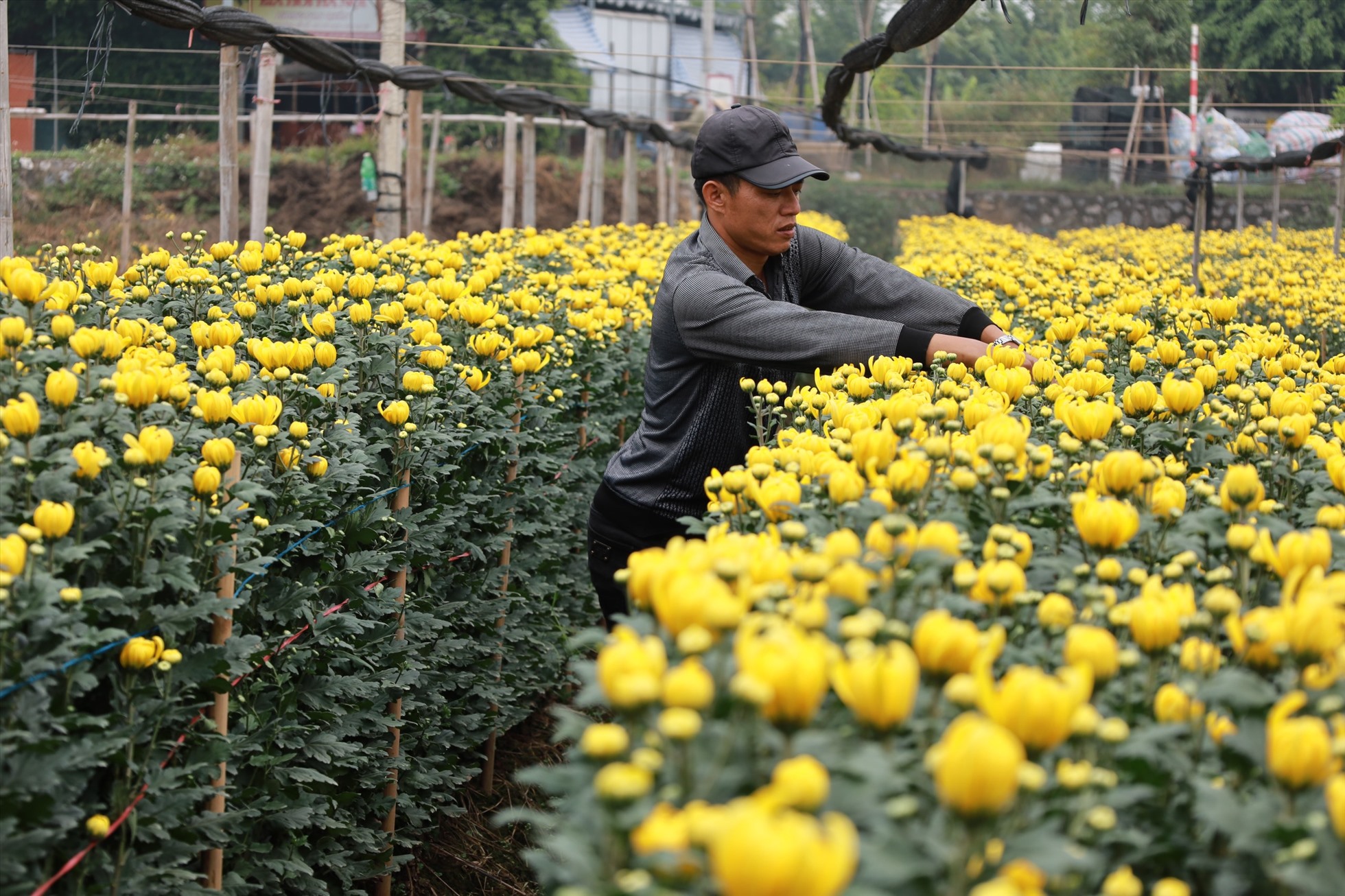 Đối với hoa cúc năm nay người trồng cũng bị thua lỗ khoảng 40-50%. Ảnh: Nguyễn Thúy.