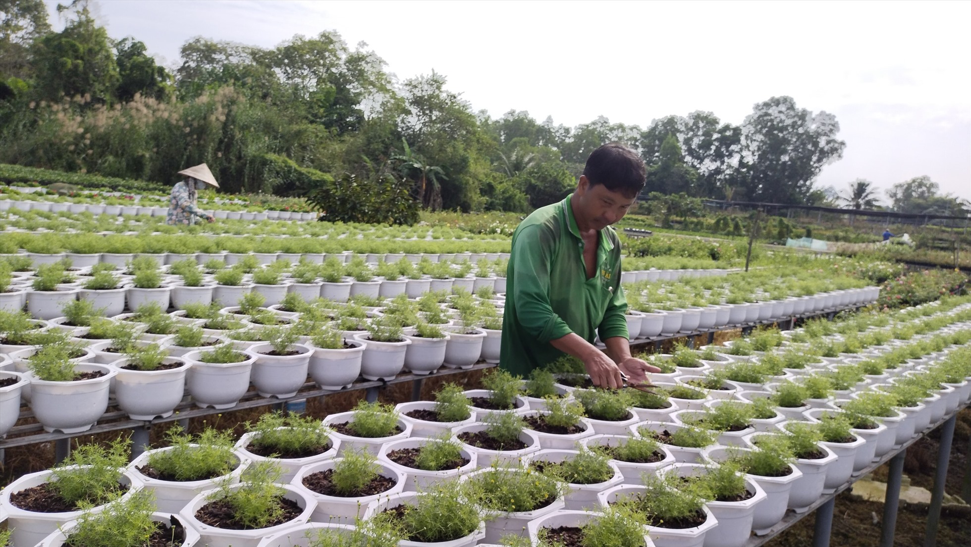 Các diện tích hoa kiểng phục vụ Tết đang được nông dân Làng hoa Sa Đéc tích cực chăm sóc. Ảnh: Thanh Nghĩa