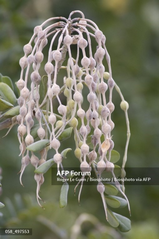Cây tràng hạt. Ảnh: AFP