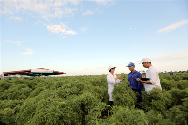 Vùng trồng đinh lăng của Traphaco tại Nam Định. Ảnh: Traphaco