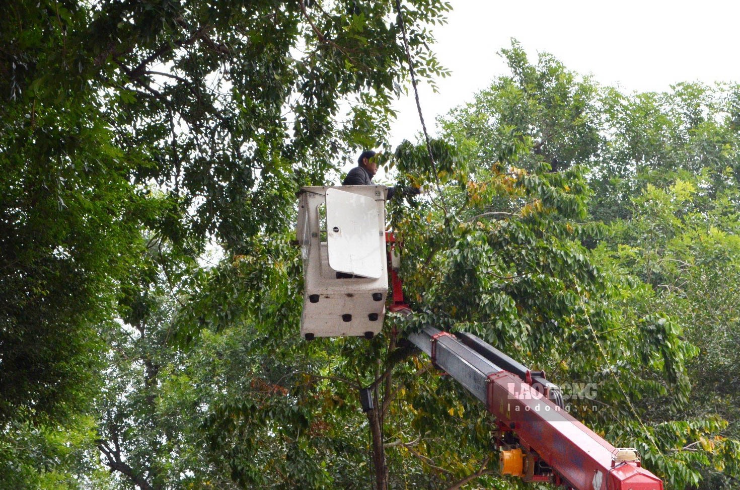 Công nhân đang tiến hành lắp đặt hệ thống đèn nháy cạnh khu vực vườn cây.