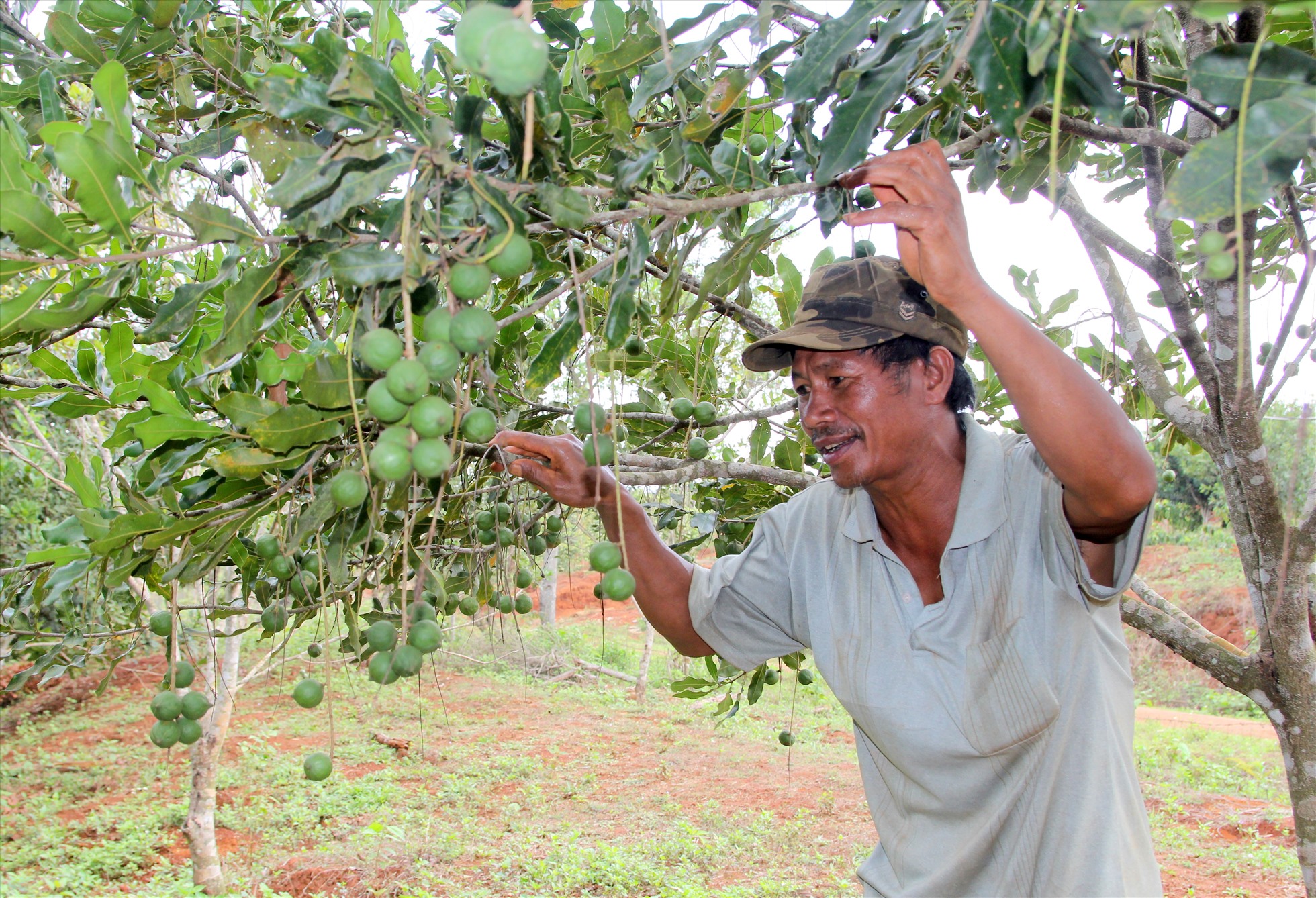 Hiện nay, các cơ quan chức năng tỉnh Đắk Nông đang hỗ trợ người dân, doanh nghiệp cấp mã số vùng trồng cho các loại cây trồng như: Sầu riêng, mắc ca, hồ tiêu, chanh dây...