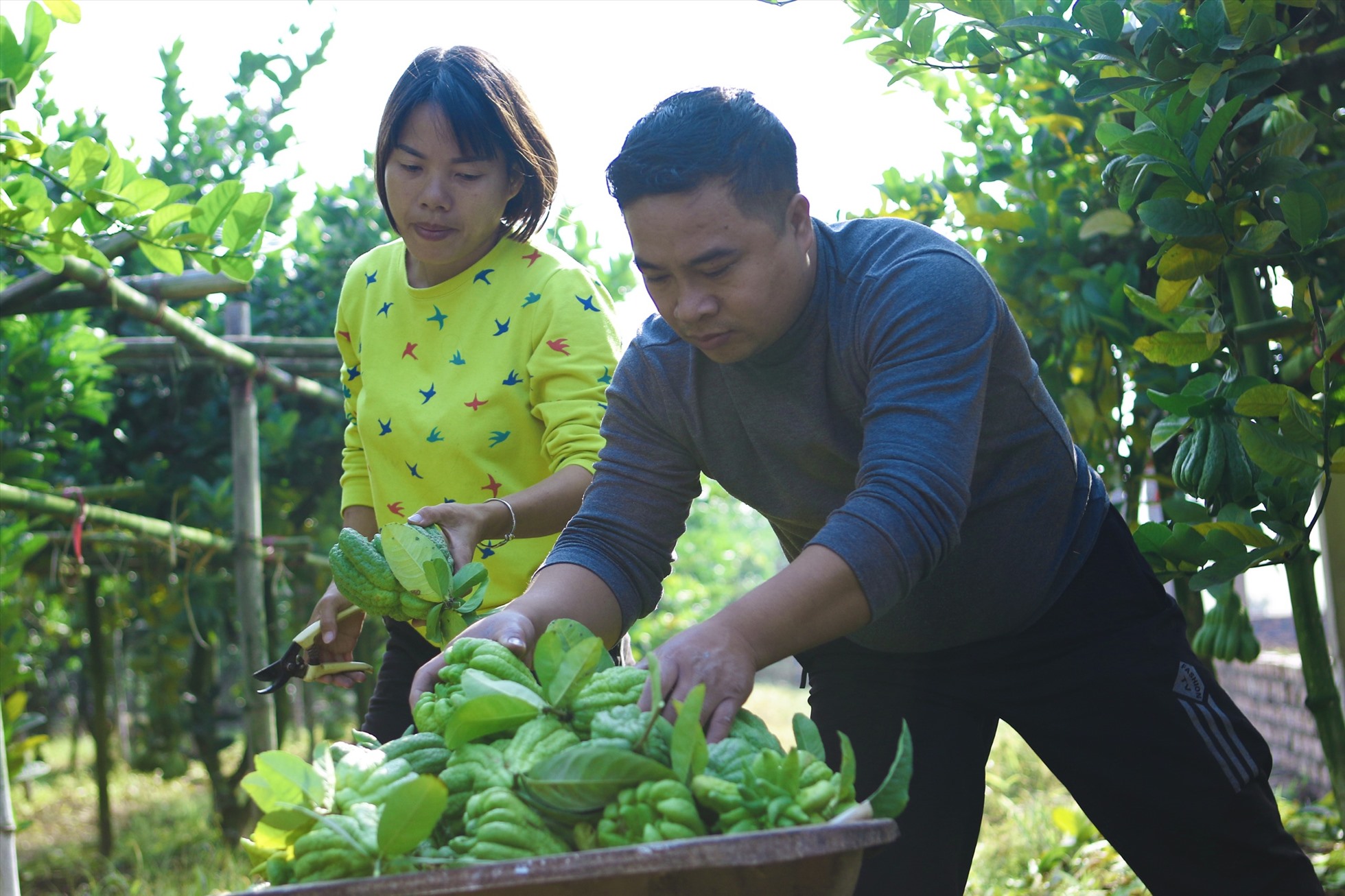 Phật thủ là loại quả đặc biệt, không dùng cho ăn uống mà dùng làm đồ lễ thờ cúng. Do đó, đánh giá chất lượng quả phụ thuộc vào kích cỡ, hình dạng, màu sắc.