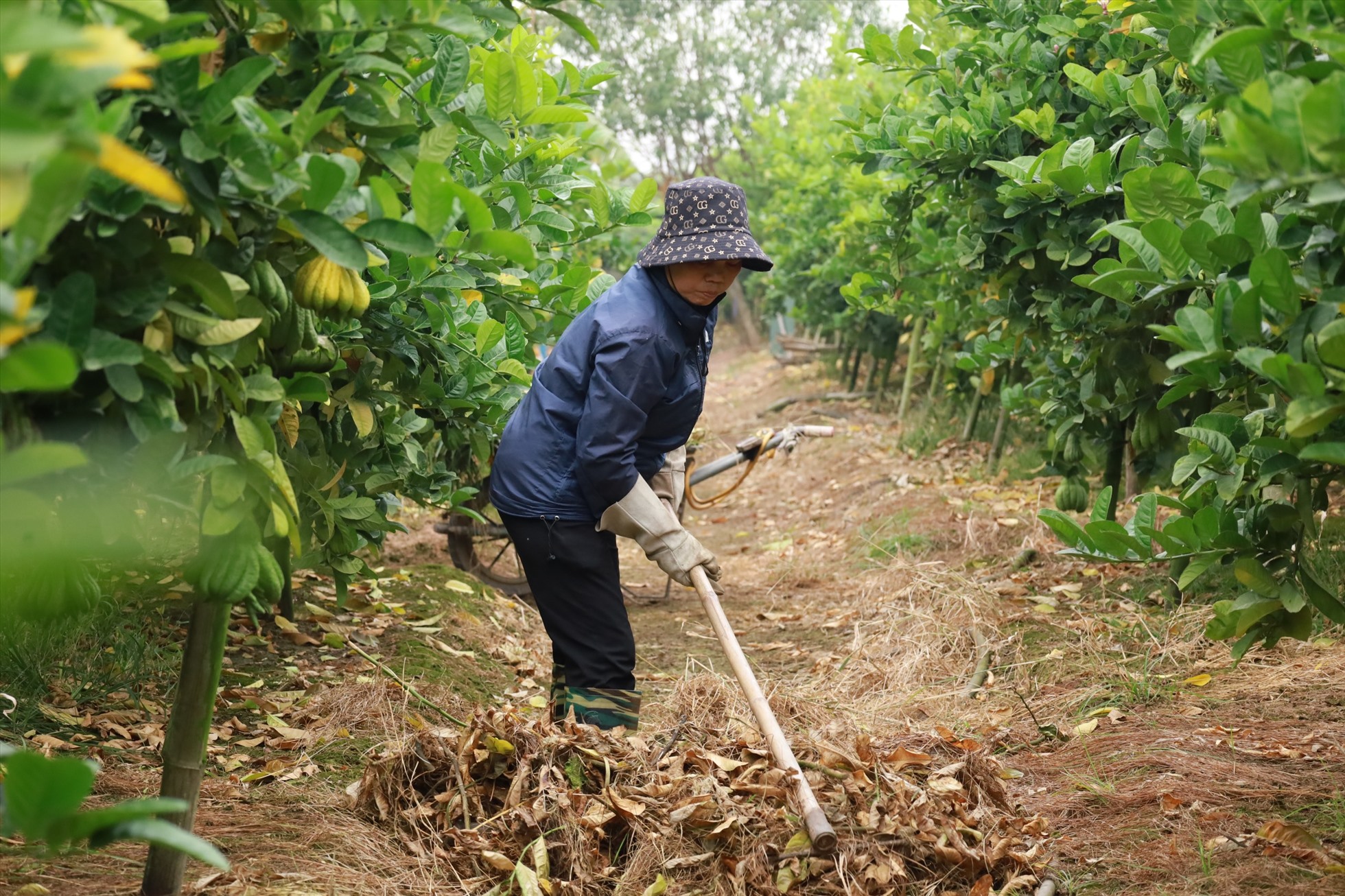 Người nông dân đang hối hả chăm sóc vườn Phật thủ. Đây là loại cây ưa sống ở những vùng đất cát, loại đất dễ cải tạo, thoáng khí.