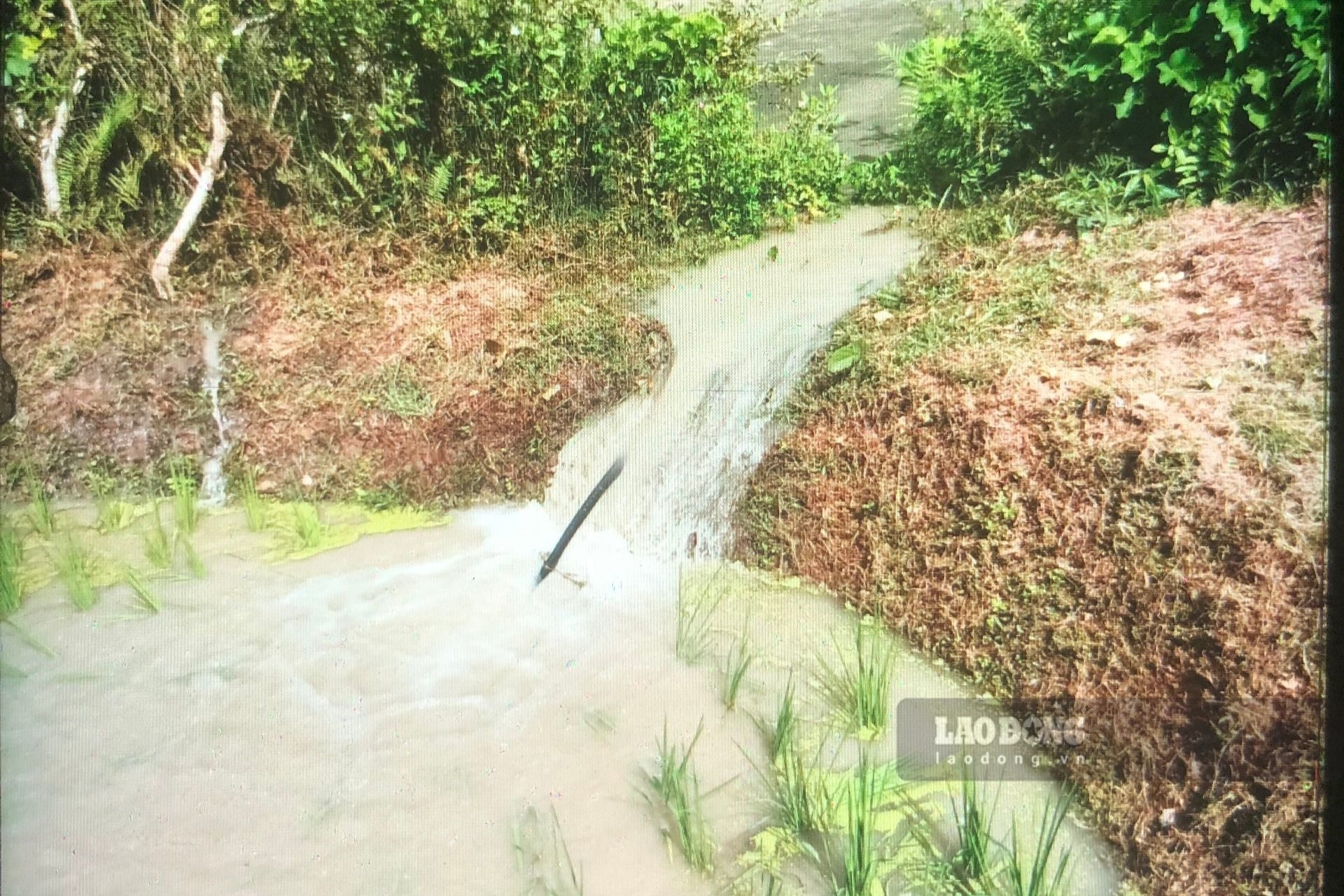 Bùn đất, bụi đá theo dòng nước tràn vào ruộng người dân xóm Thượng Kim hồi tháng 9 khiến hàng nghìn m2 lúa bị chết, héo úa. Ảnh: NVCC