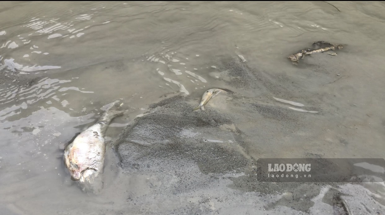 Sinh vật sống tại dòng sông bị tuyệt diệt bởi nguồn nước bị ô nhiễm qua nhiều năm. Ảnh: Nguyễn Hoàn.