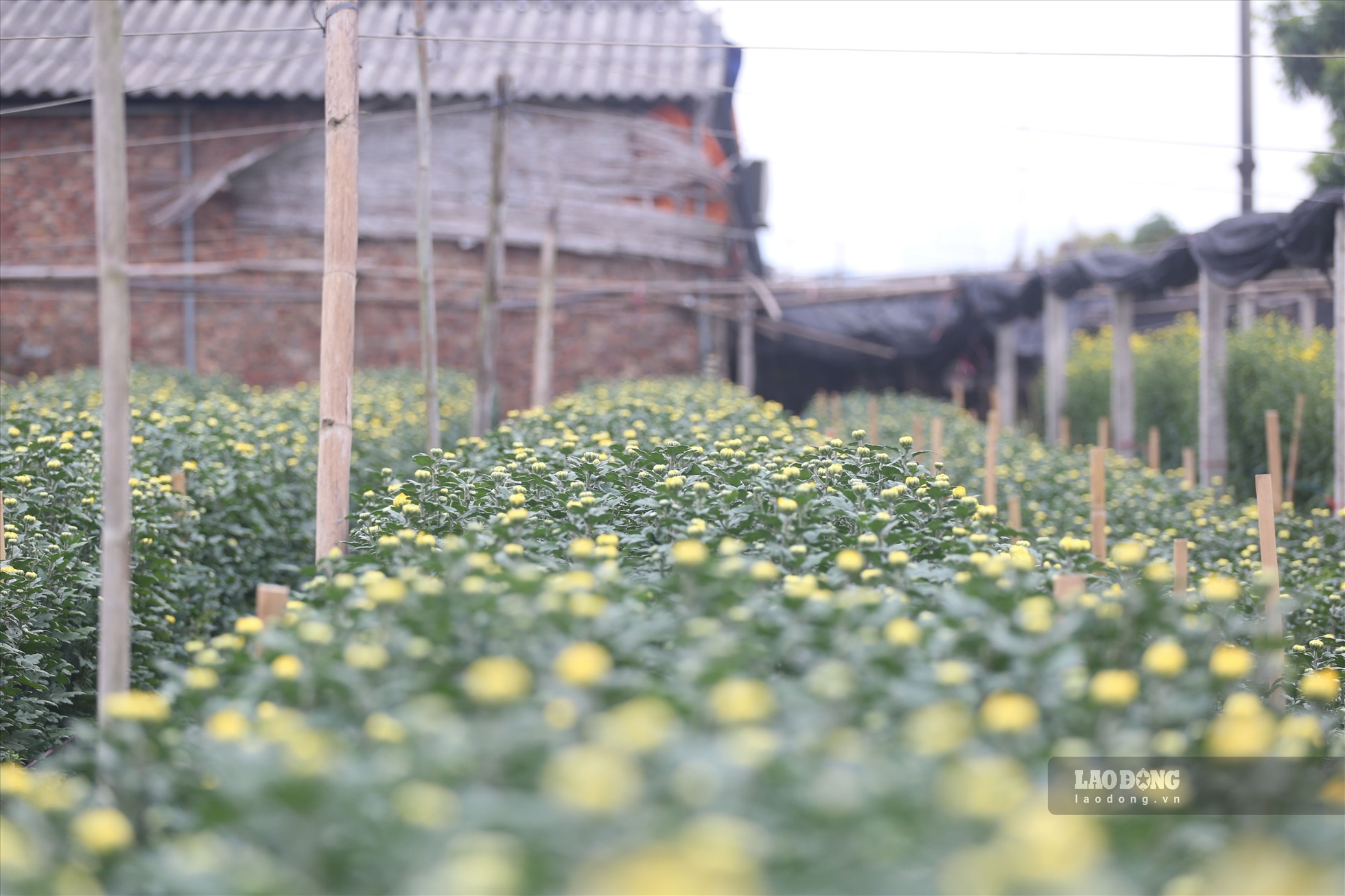 Cánh đồng trồng hoa tại làng hoa Tây Tựu phủ một màu vàng ươm của hoa cúc. Ảnh: Vĩnh Hoàng