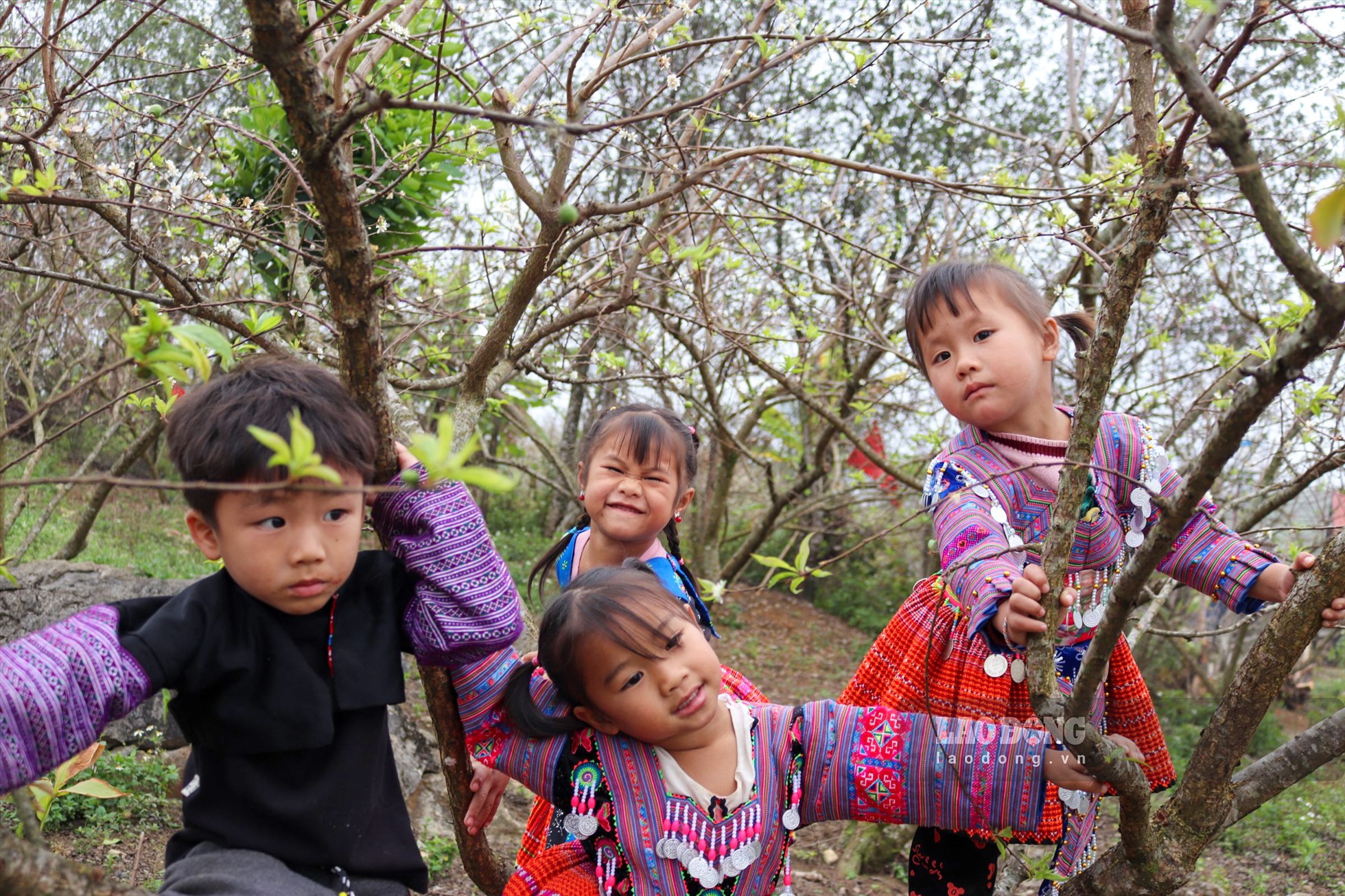 Trong không khí rộn ràng ấy, những đứa trẻ hồn nhiên cùng nhau vui đùa bên cây mận, cây đào