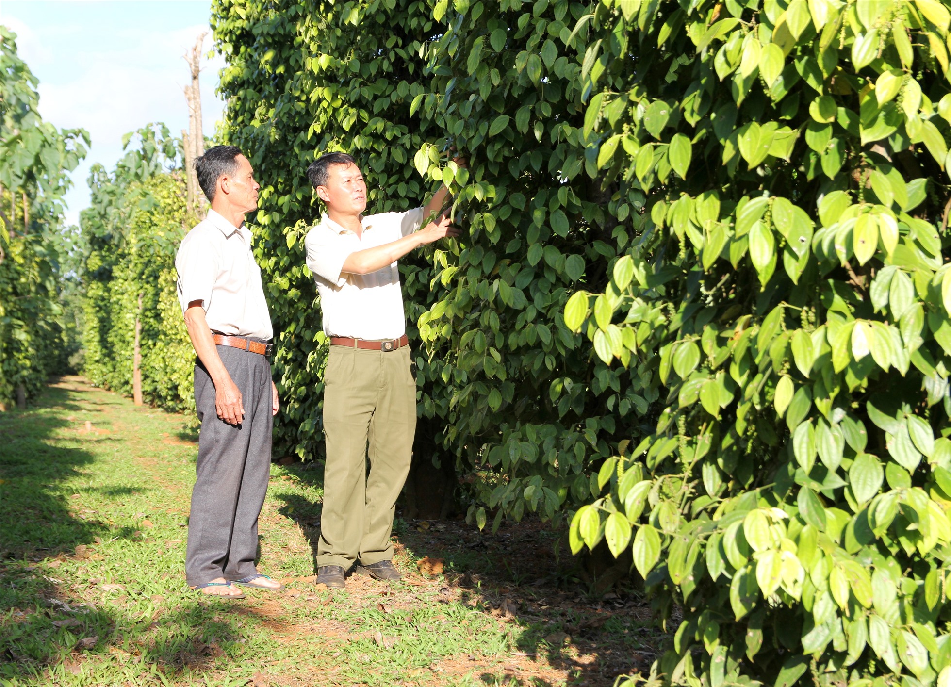 Sau khi được tham gia các lớp tập huấn, đào tạo nghề nông nghiệp người dân Đắk Nông đã tự tin hơn trong việc phát triển kinh tế. Ảnh: Phan Tuấn