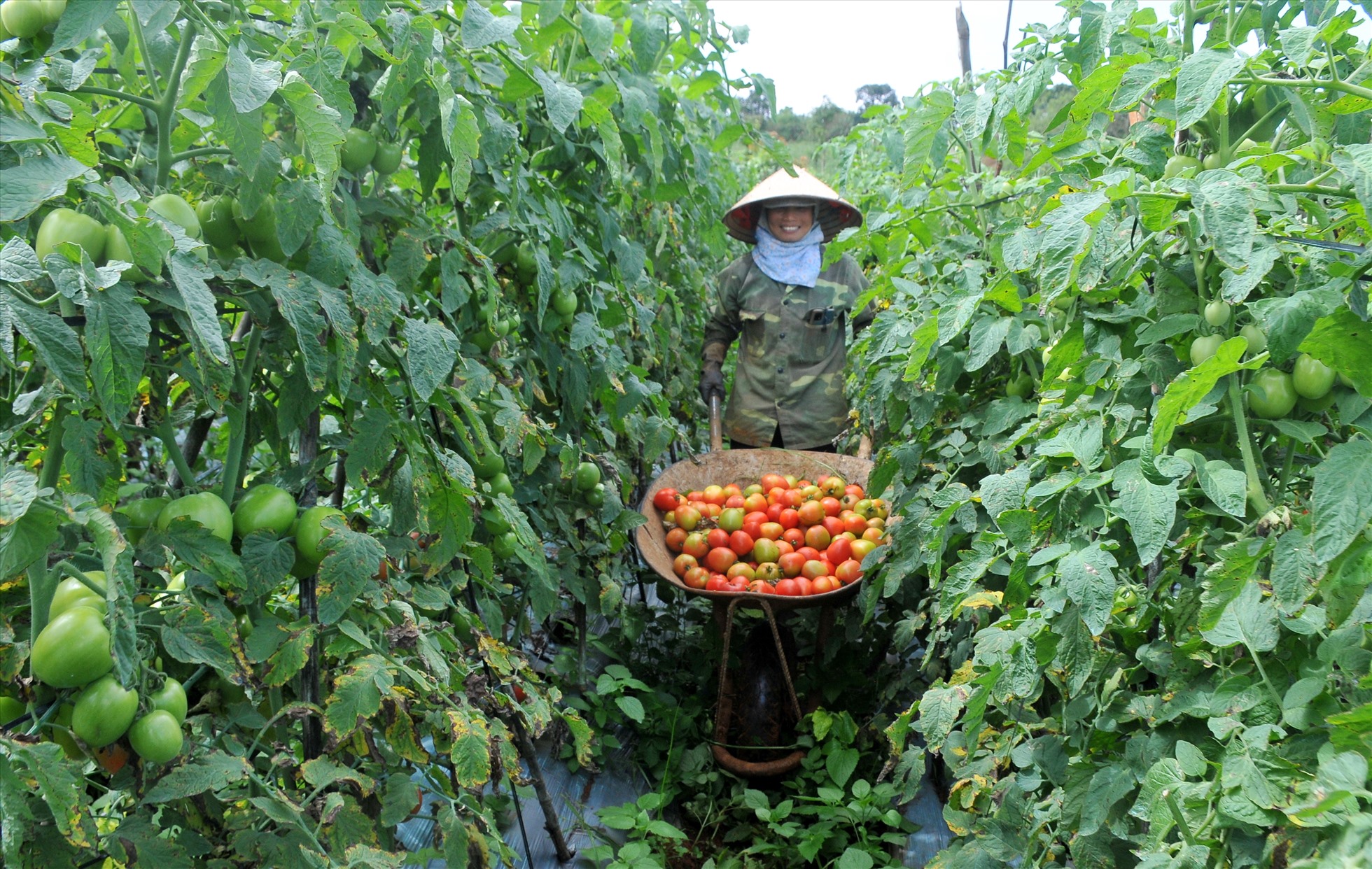 Người dân ở huyện Tuy Đức phấn khởi bước vào vụ thu hoạch cà chua. Ảnh: Nguyễn Tâm