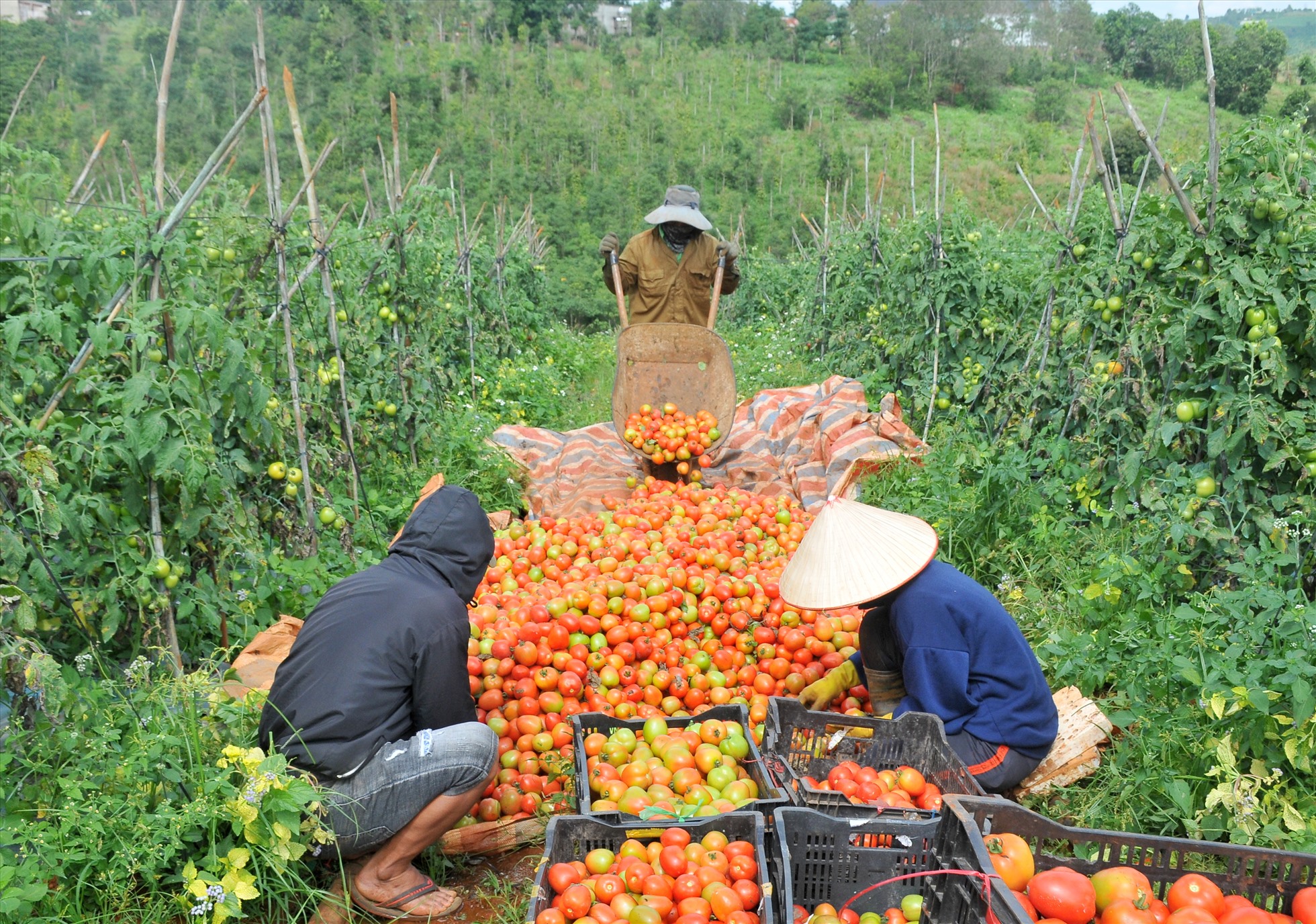 Vụ cà chua năm nay người dân vùng biên Tuy Đức phấn khởi vì vừa trúng mùa, lại được giá. Ảnh: Nguyễn Tâm