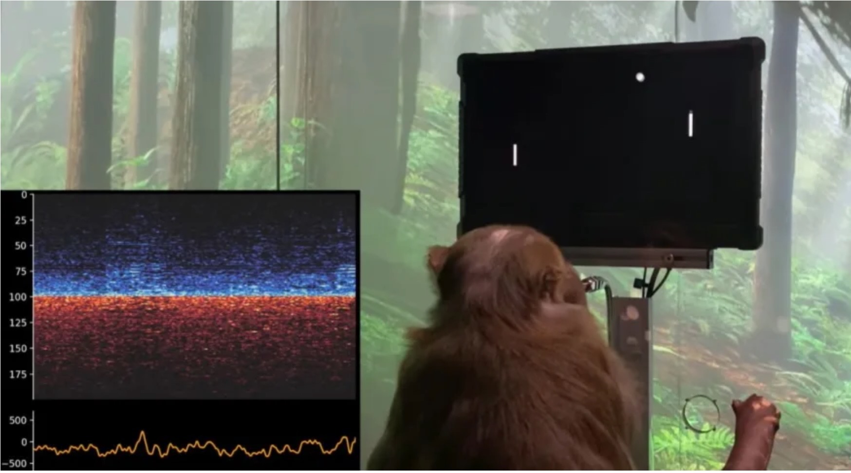 Một con khỉ chơi điện tử trong thí nghiệm của Neuralink. Ảnh: Neuralink