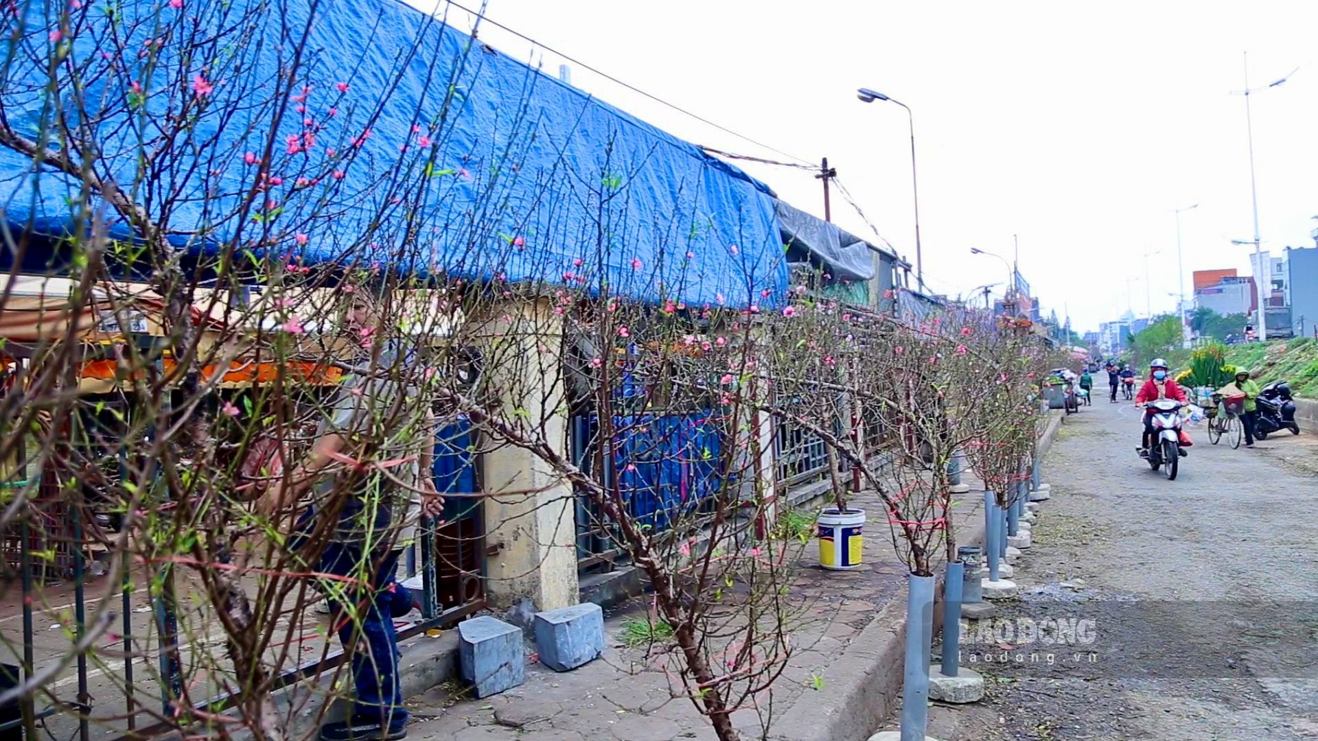 Mặc dù còn hơn một tháng nữa mới đến Tết nguyên đán nhưng những cành đào Nhật Tân đã bắt đầu khoe sắc và được bày bán dọc chợ hoa Quảng An (quận Tây Hồ, Hà Nội), phục vụ nhu cầu chơi hoa sớm của người dân Thủ đô.