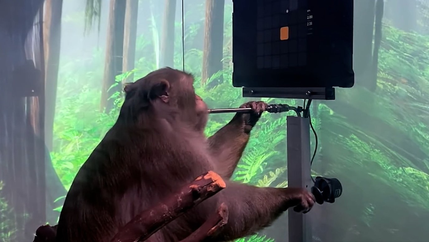 Con khỉ sử dụng chip cấy não trong thí nghiệm của Neuralink. Ảnh: Neuralink