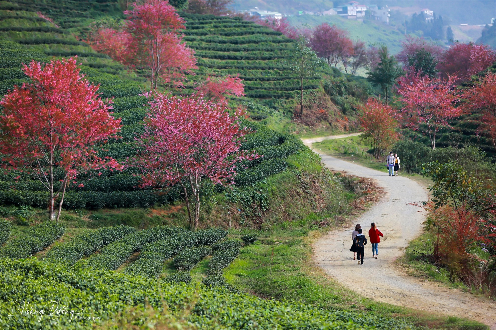 Nhưng nếu đi vào những dịp cuối năm sẽ là thời điểm đẹp nhất để ghé thăm đồi chè Ô Long này.