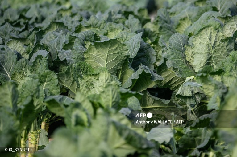 Cải xoăn là một trong những loại rau góp phần thúc đẩy giảm mỡ bụng. Ảnh: AFP