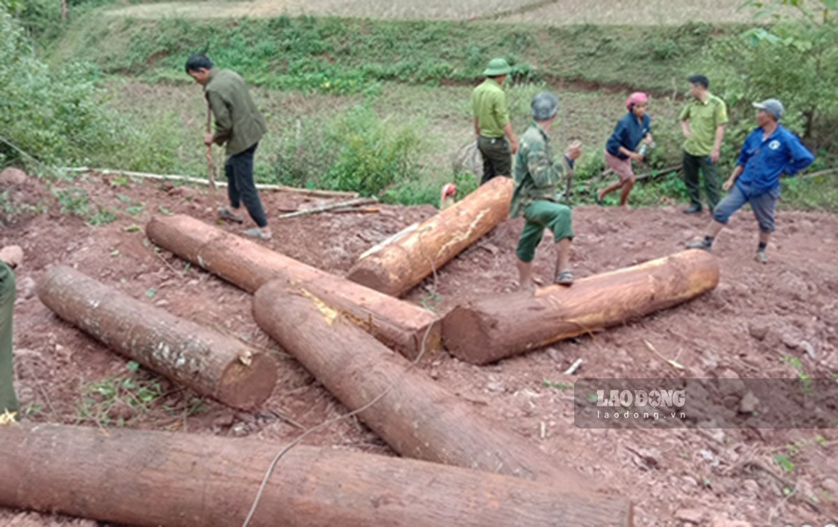 Khoảng 30' sau, lực lượng kiểm lâm đã có mặt tại hiện trường, nhiều cây gỗ khác đã bị chặt hạ cũng đã được phát hiện.