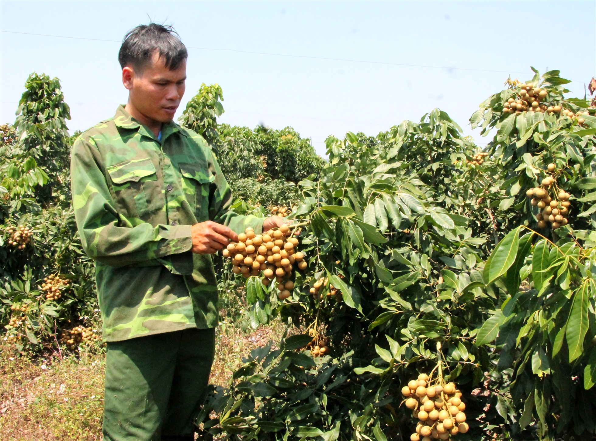 Nông dân xã Ea Sô, huyện Ea Kar phát triển mô hình trồng nhãn từ nguồn vốn tín dụng ưu đãi. Ảnh: Báo Đắk Lắk