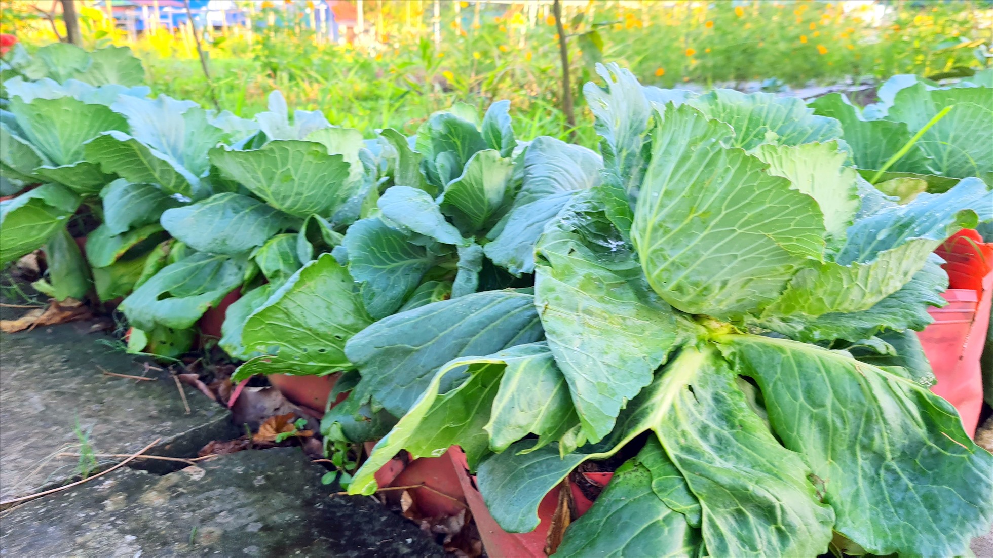 Bắp cải được trồng tại Khu sinh thái ẩm thực Cánh đồng Cậu 3, nguyên liệu không thể thiếu khi thực hiện món lẩu cù lao tại đây.